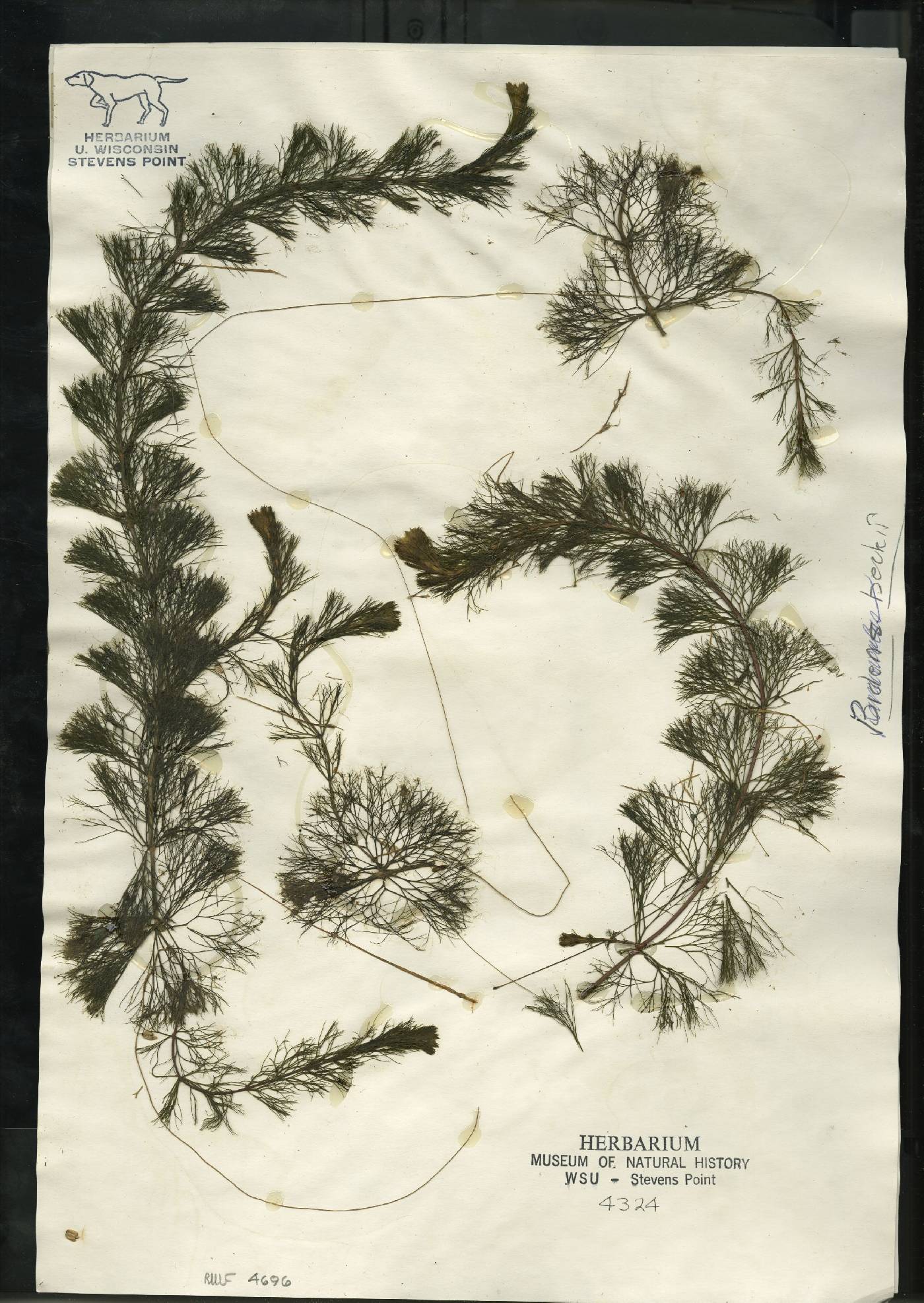 Bidens beckii image
