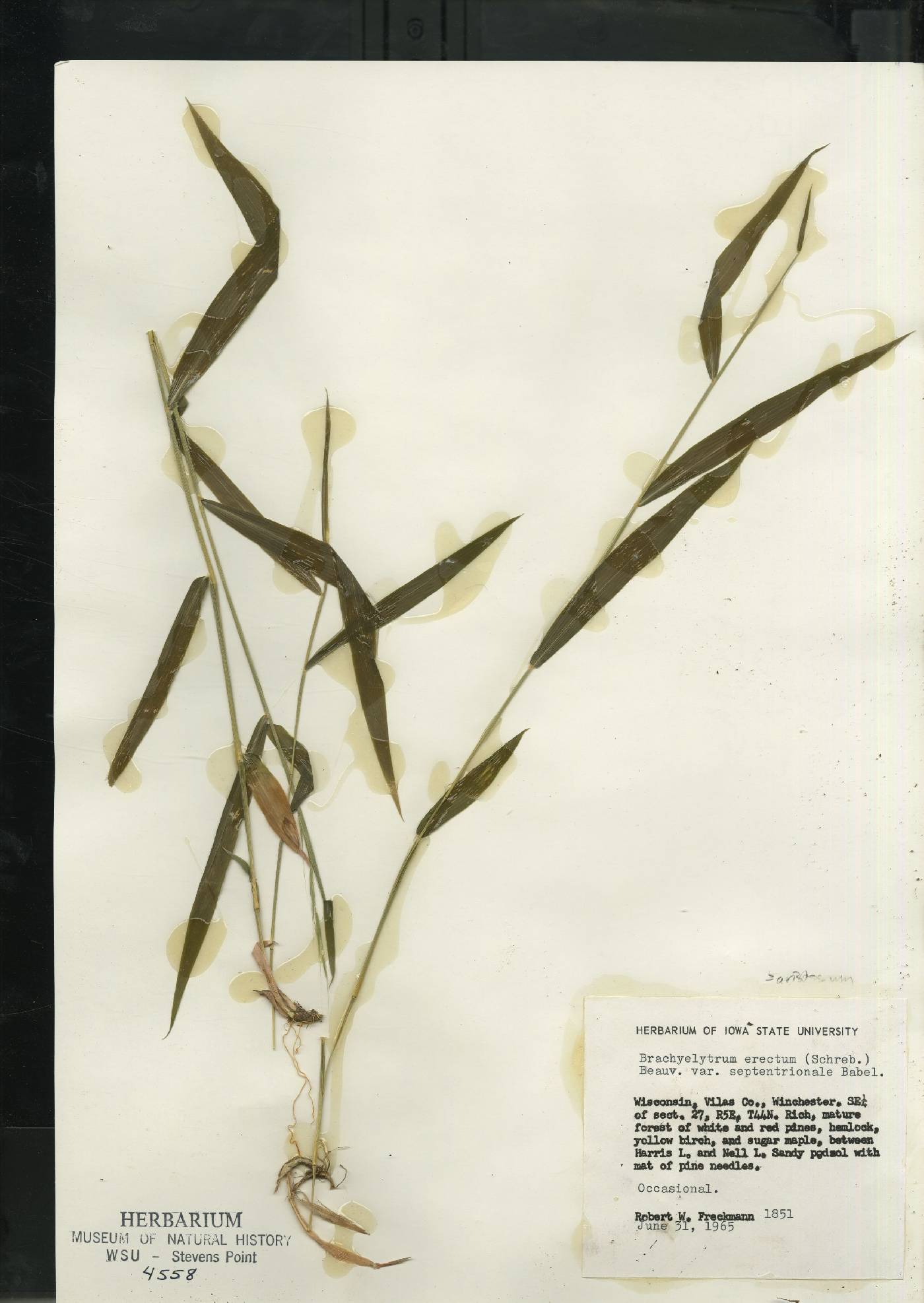 Brachyelytrum aristosum image
