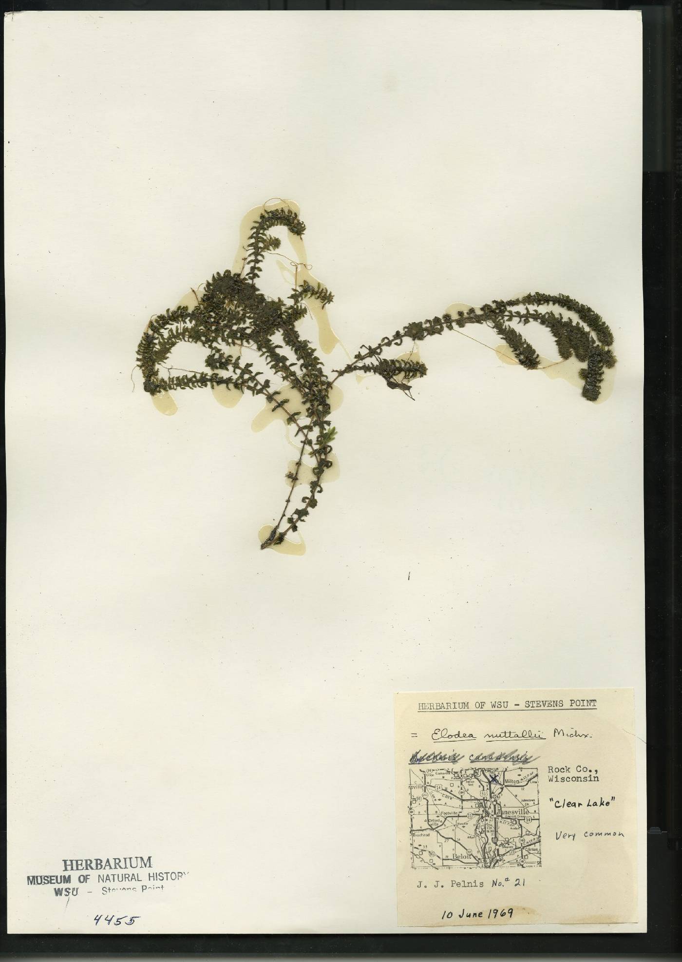 Elodea nuttallii image