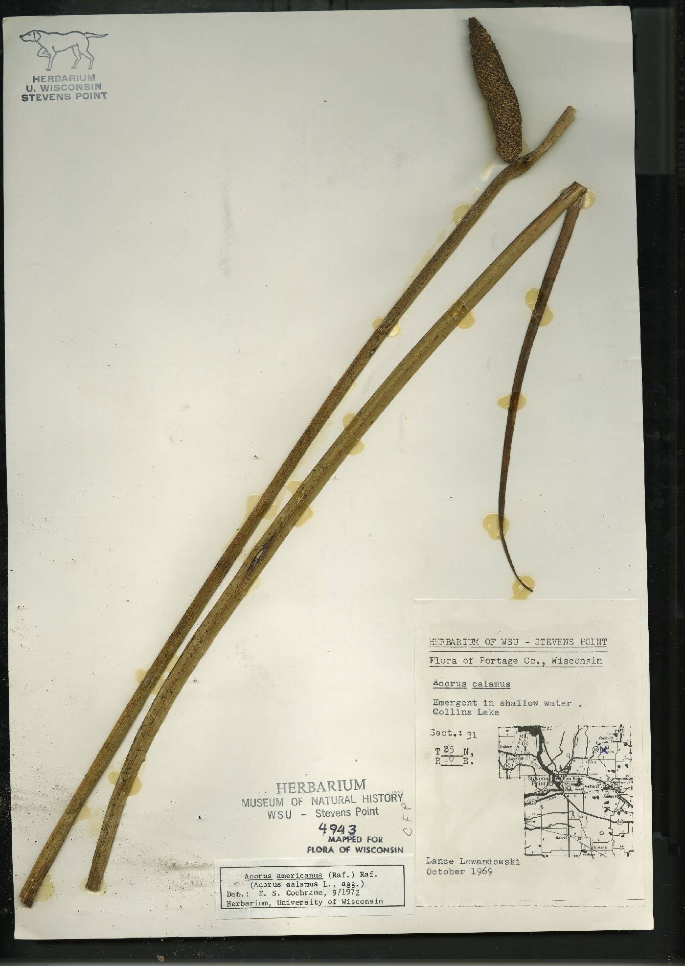 Acorus americanus image