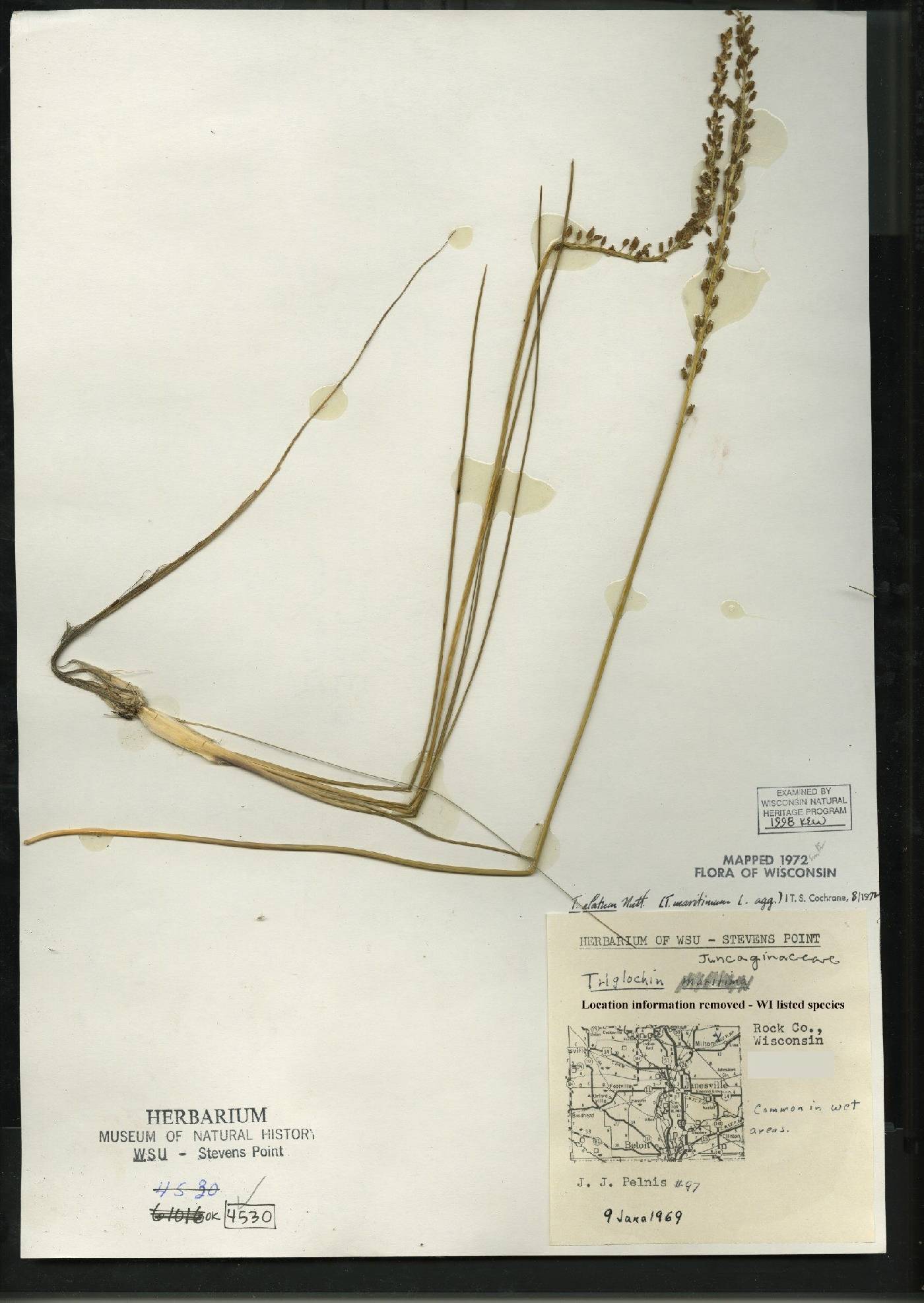 Triglochin maritima image