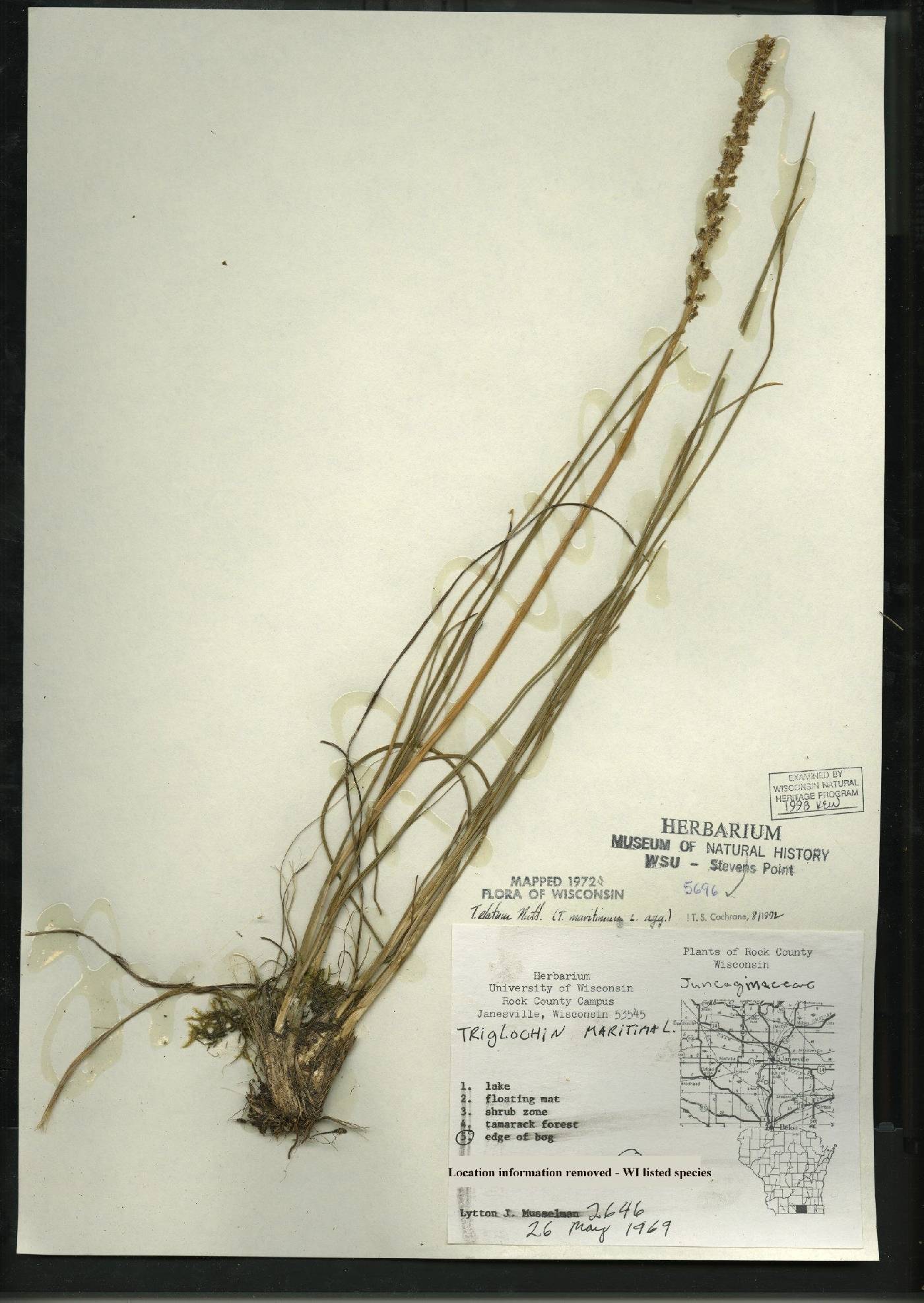 Triglochin maritima image