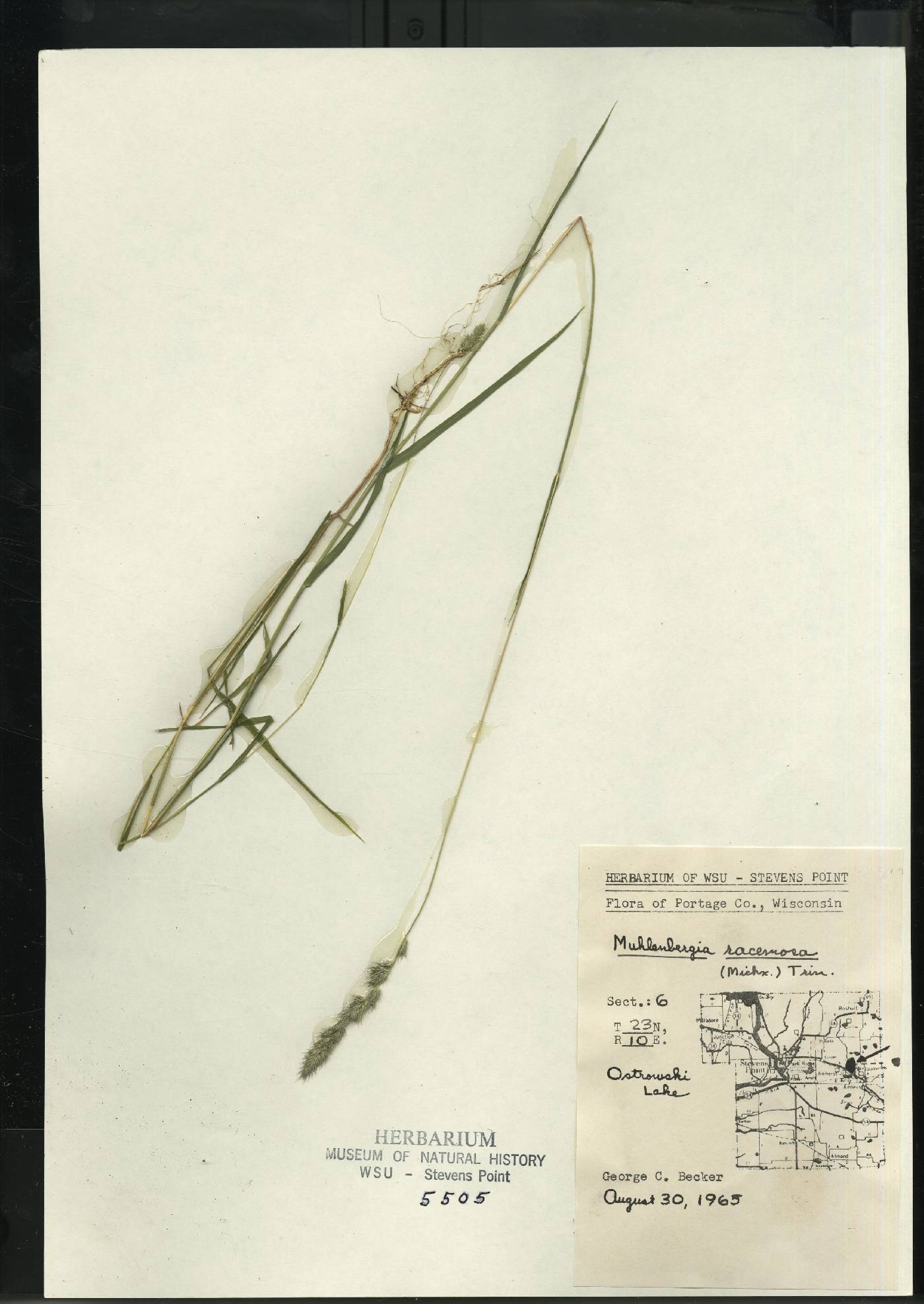 Muhlenbergia racemosa image