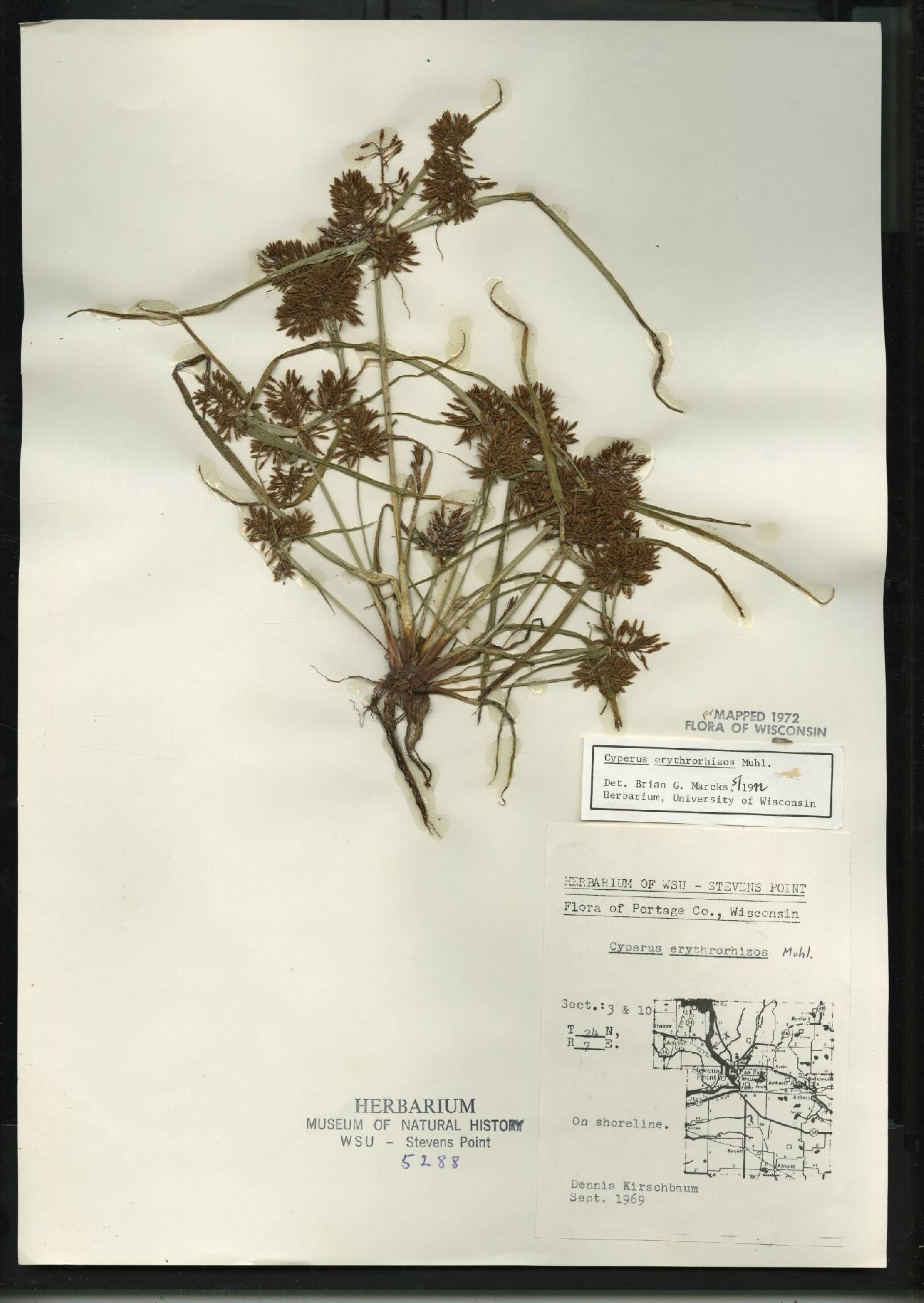 Cyperus erythrorhizos image