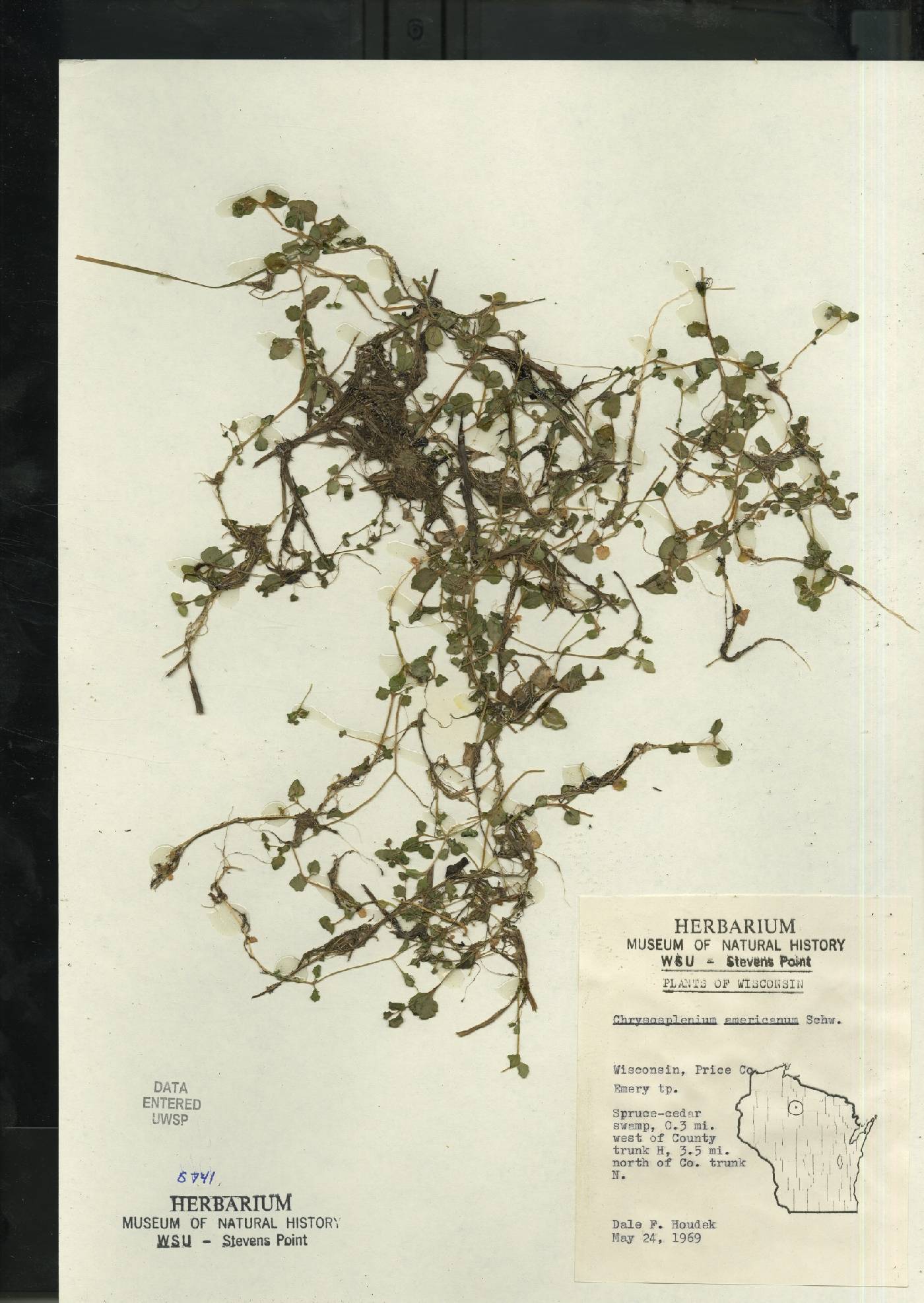 Chrysosplenium americanum image