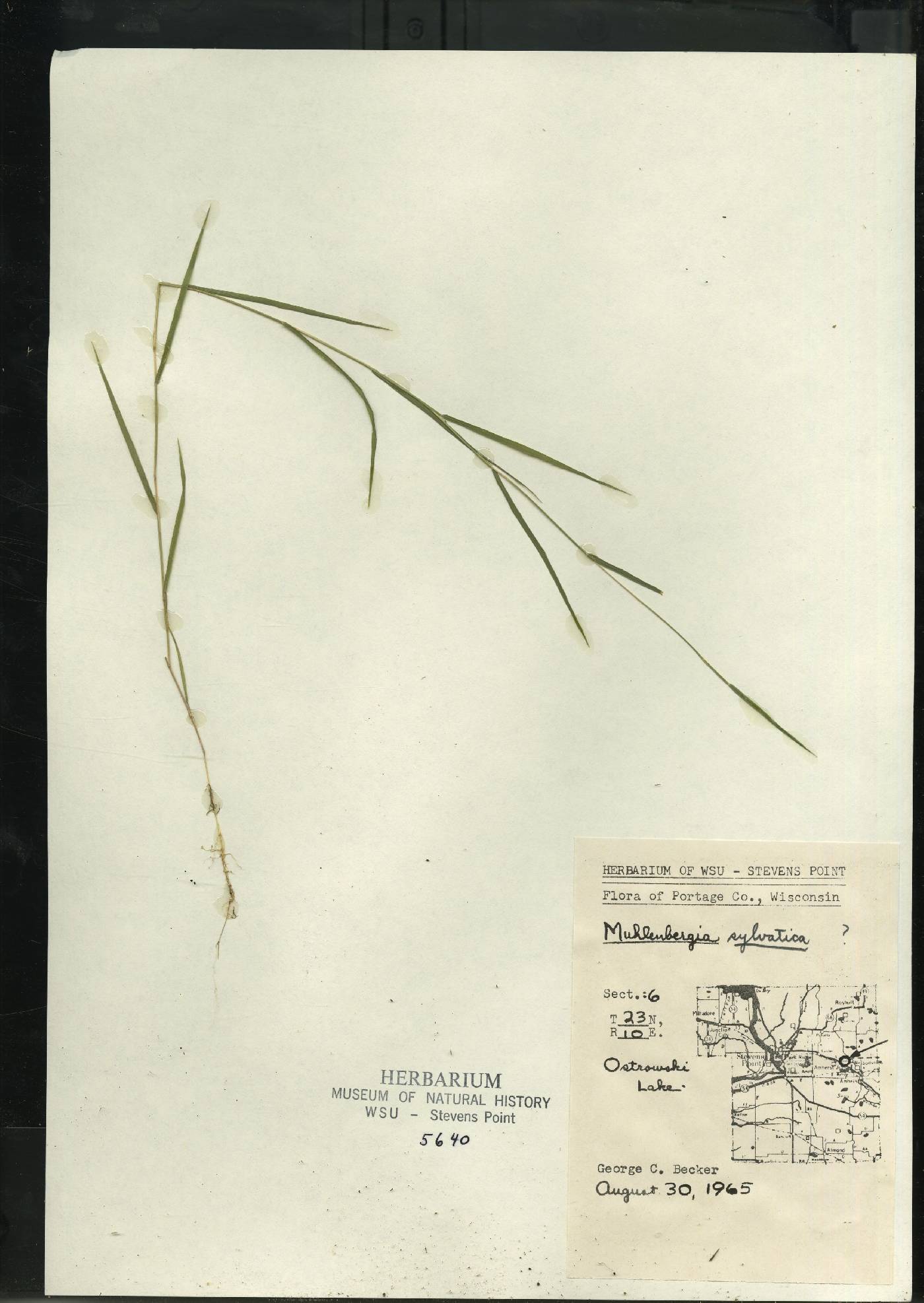 Muhlenbergia sylvatica image