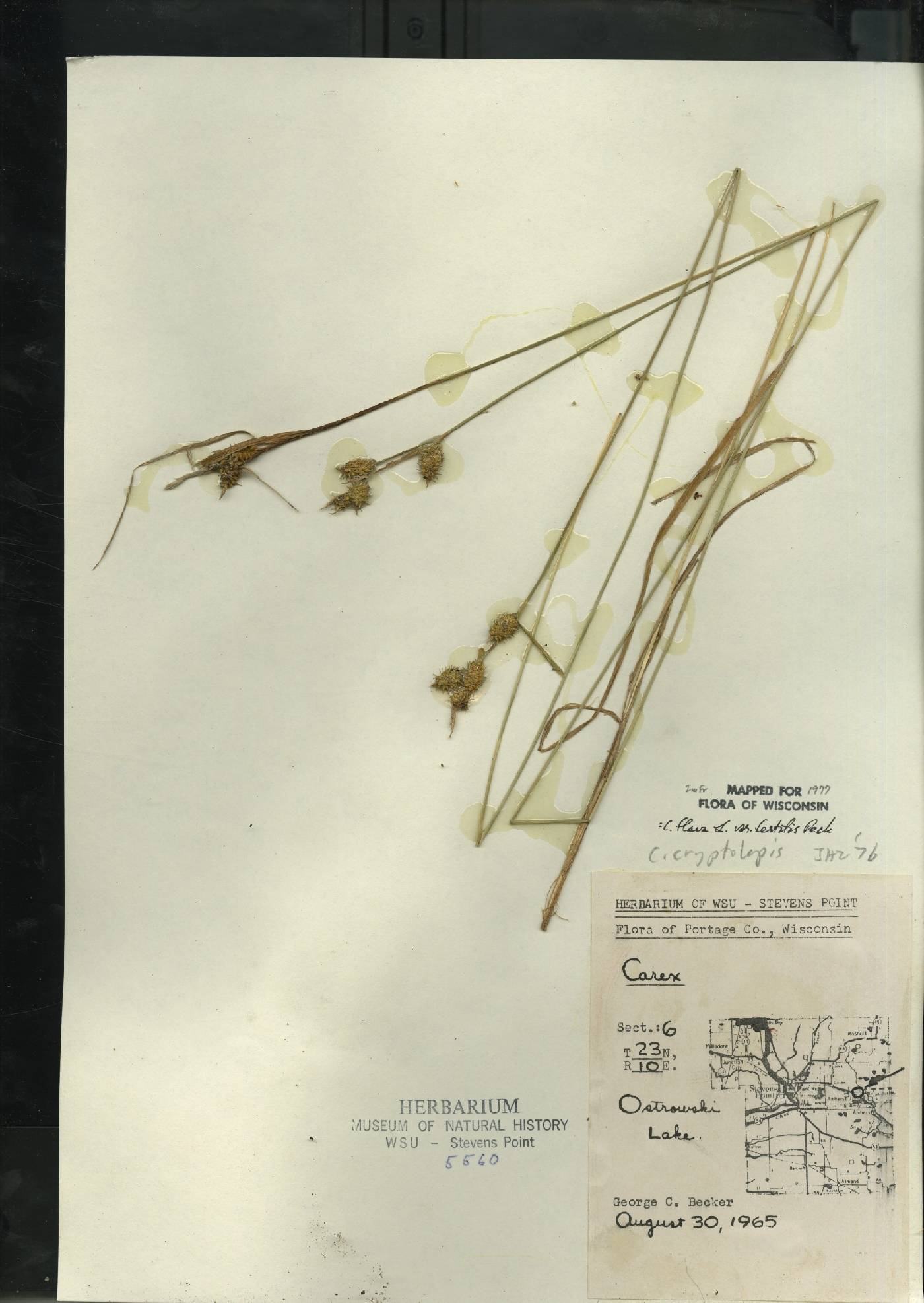 Carex flava image
