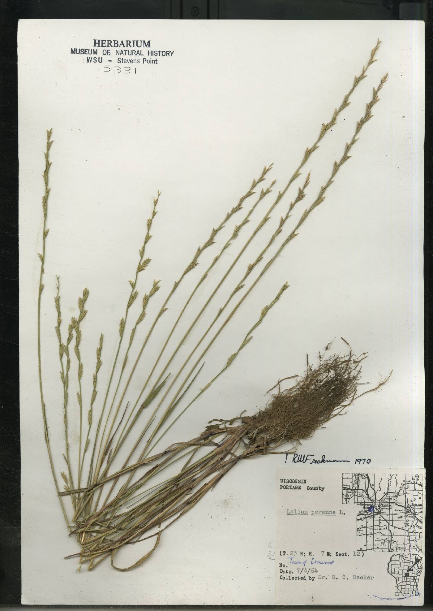 Lolium perenne image
