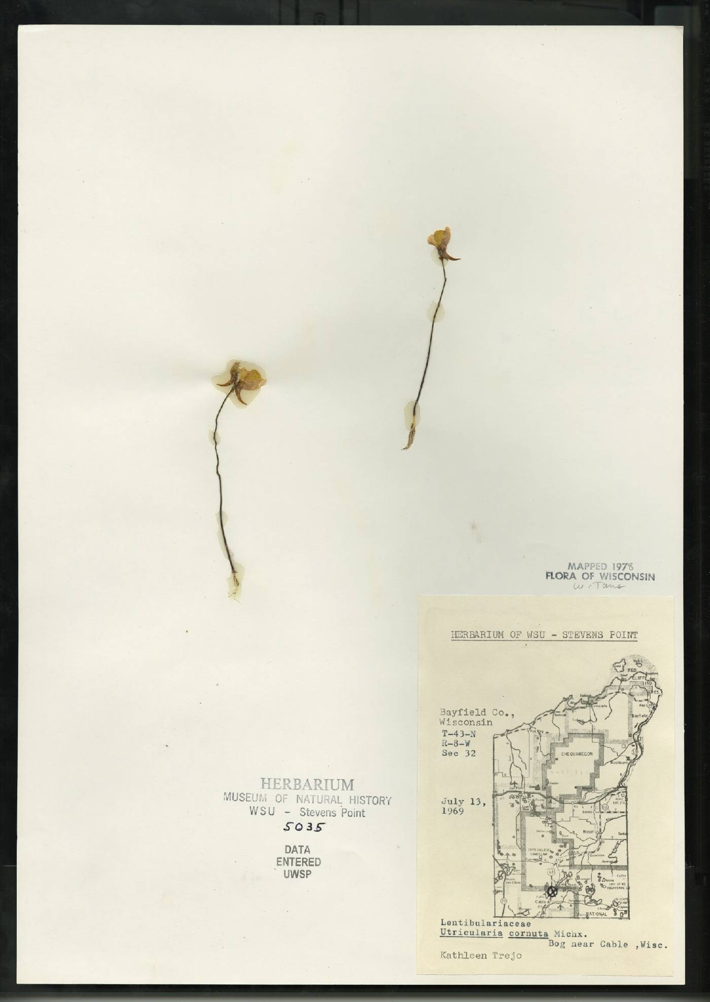 Utricularia cornuta image