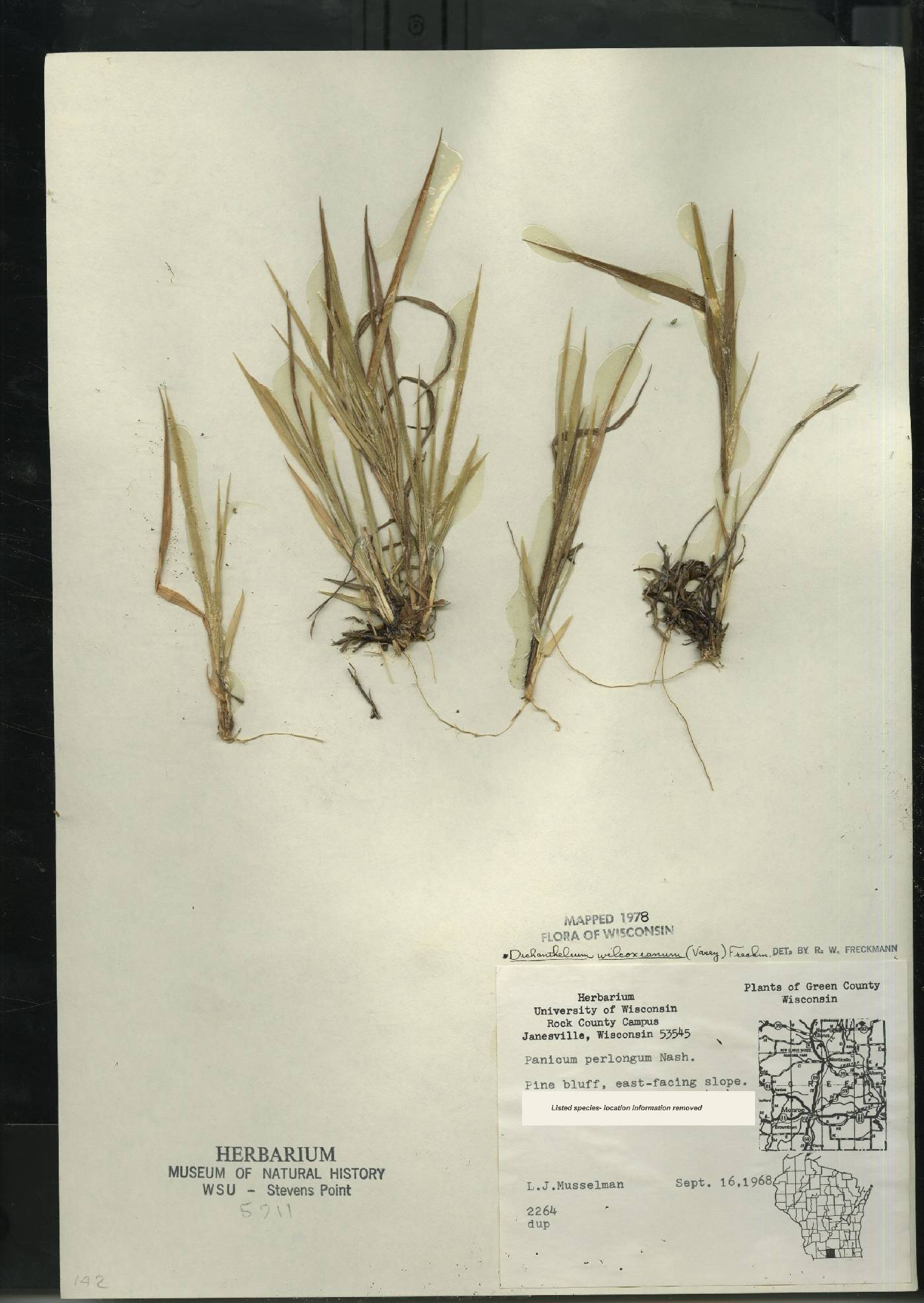 Dichanthelium wilcoxianum image