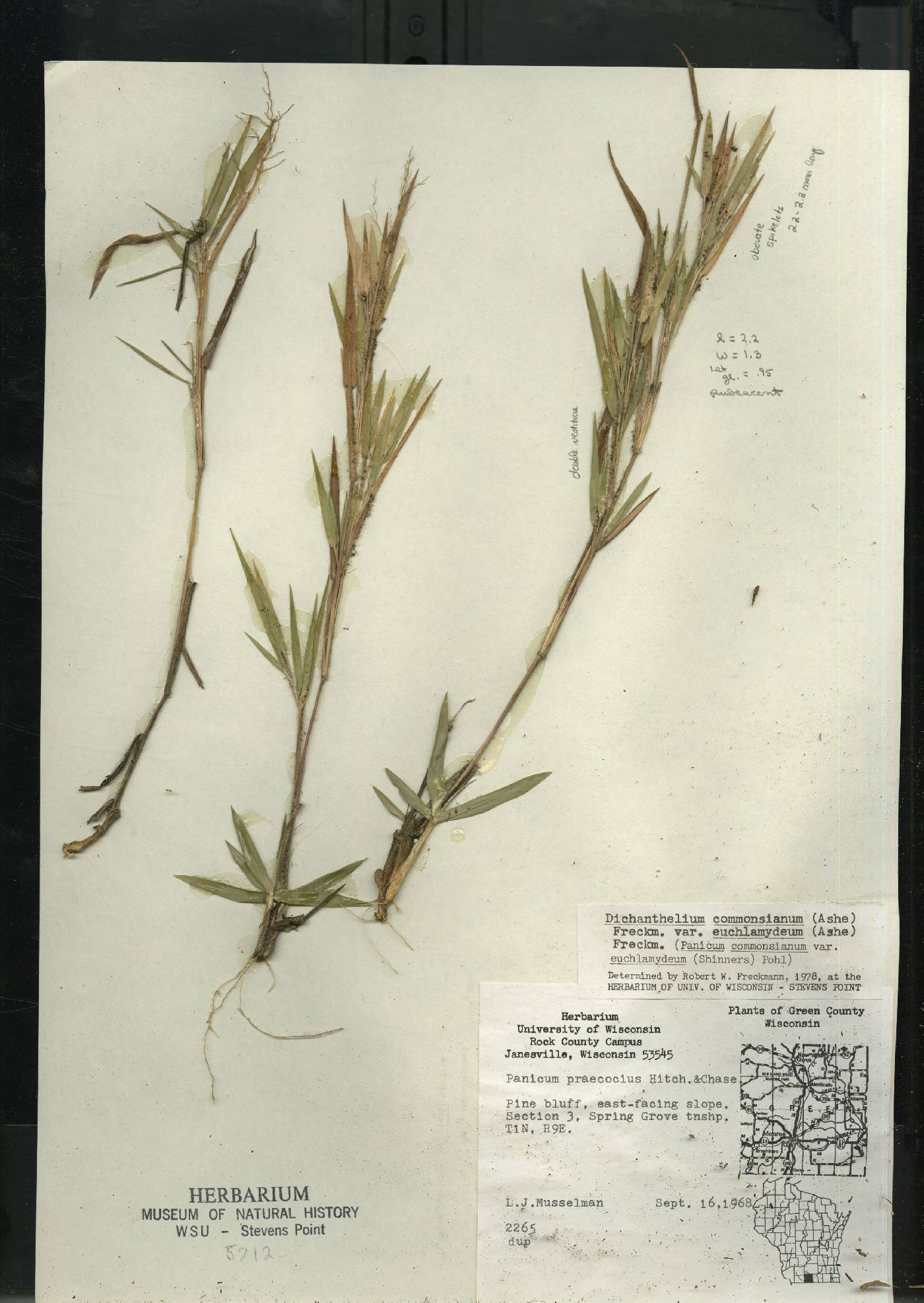 Dichanthelium commonsianum var. euchlamydeum image