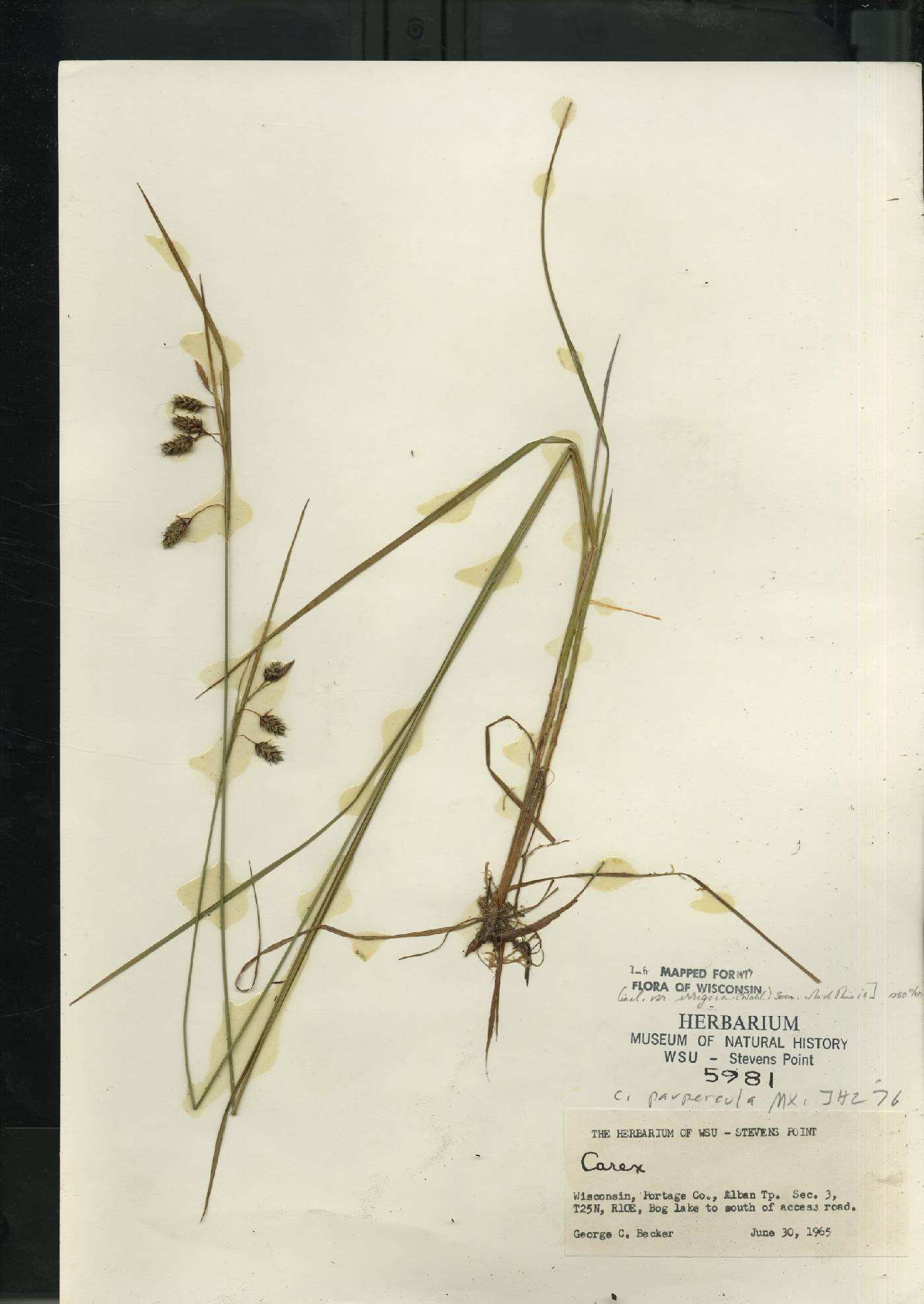 Carex magellanica image