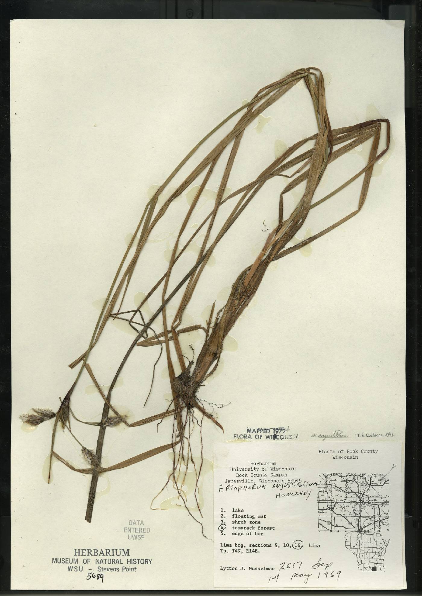 Eriophorum angustifolium image