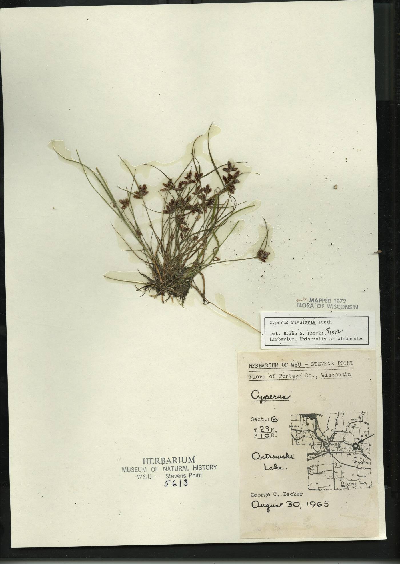 Cyperus bipartitus image