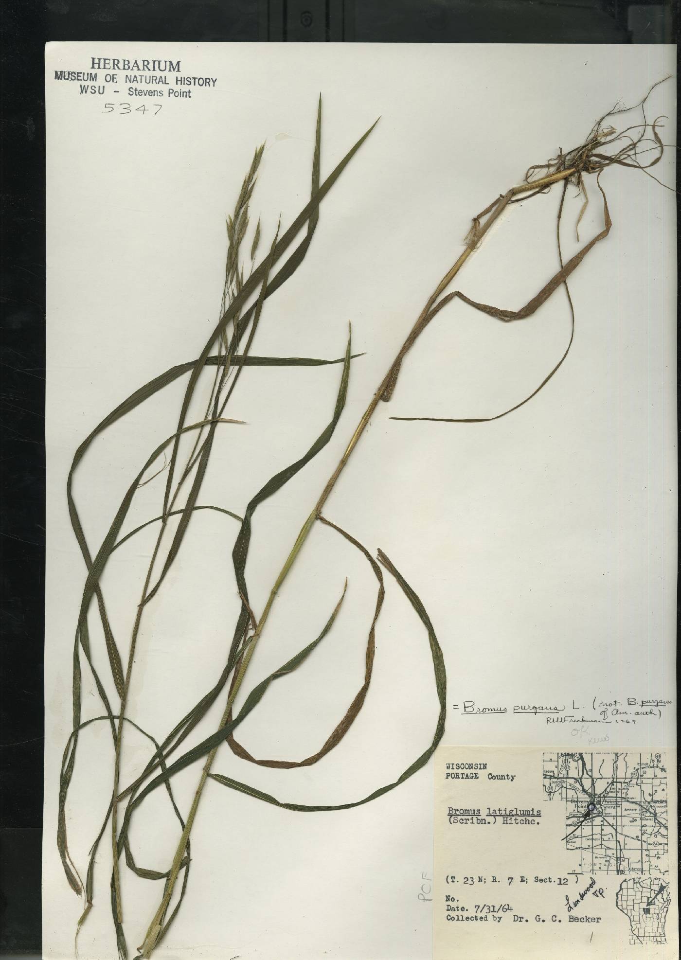 Bromus pubescens image