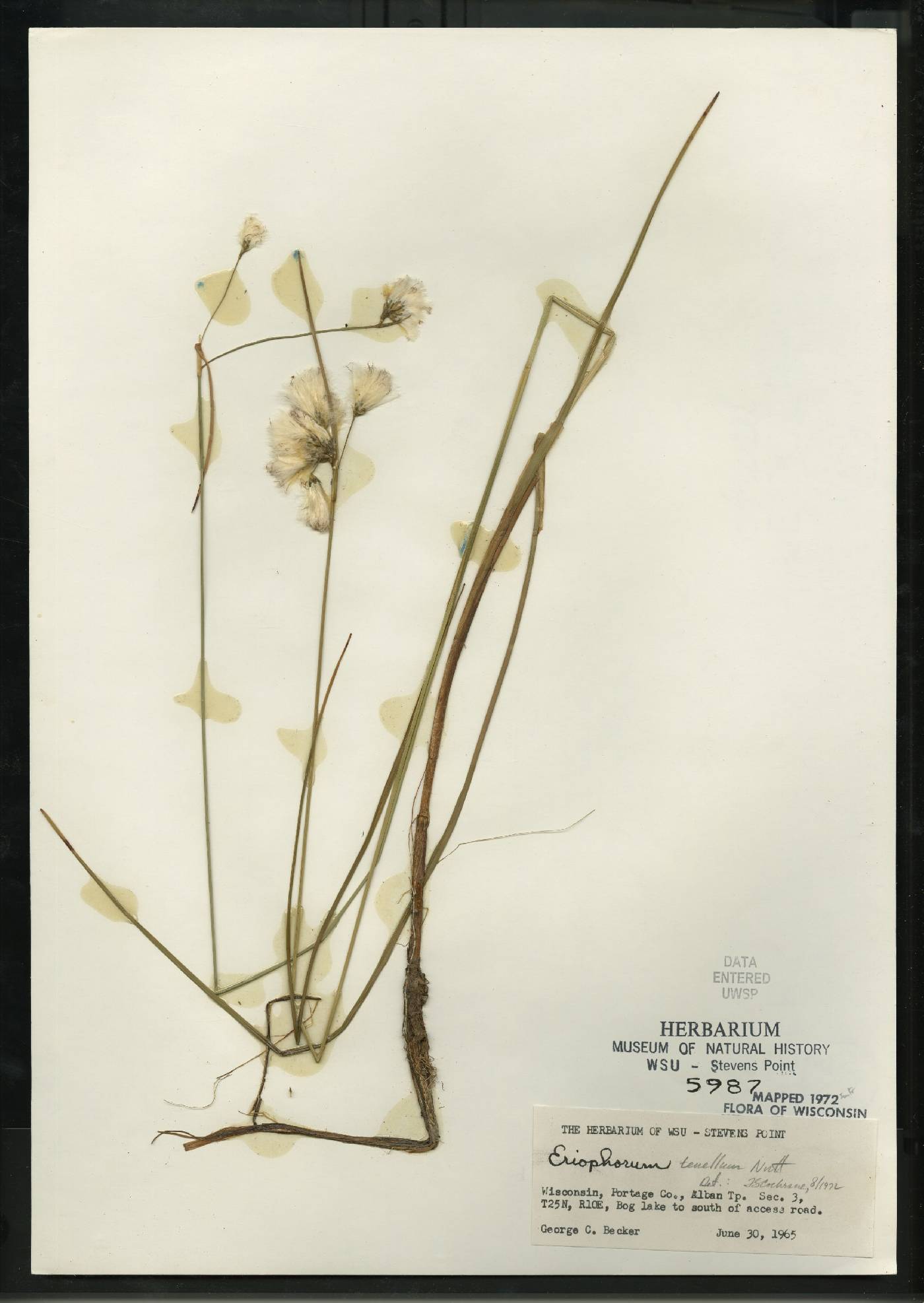 Eriophorum tenellum image