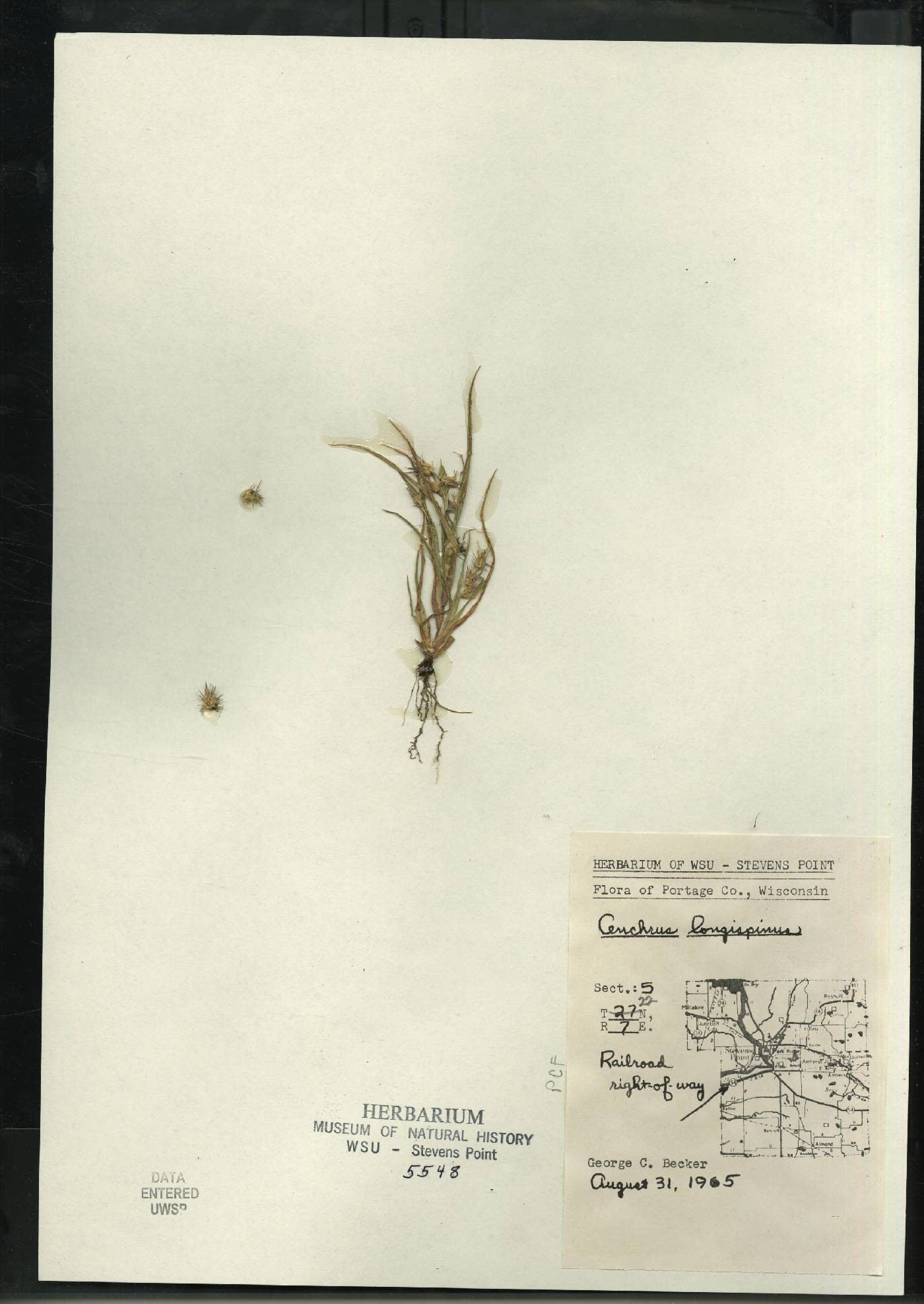 Cenchrus longispinus image