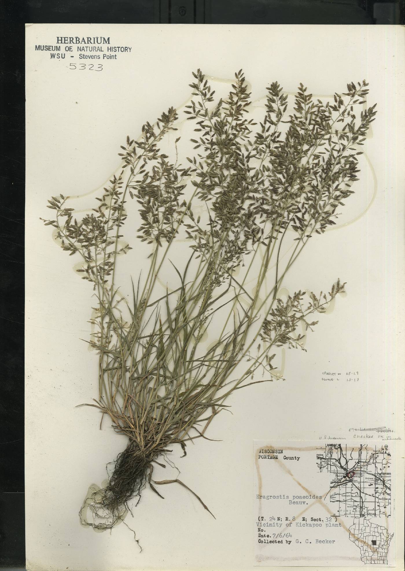 Eragrostis minor image
