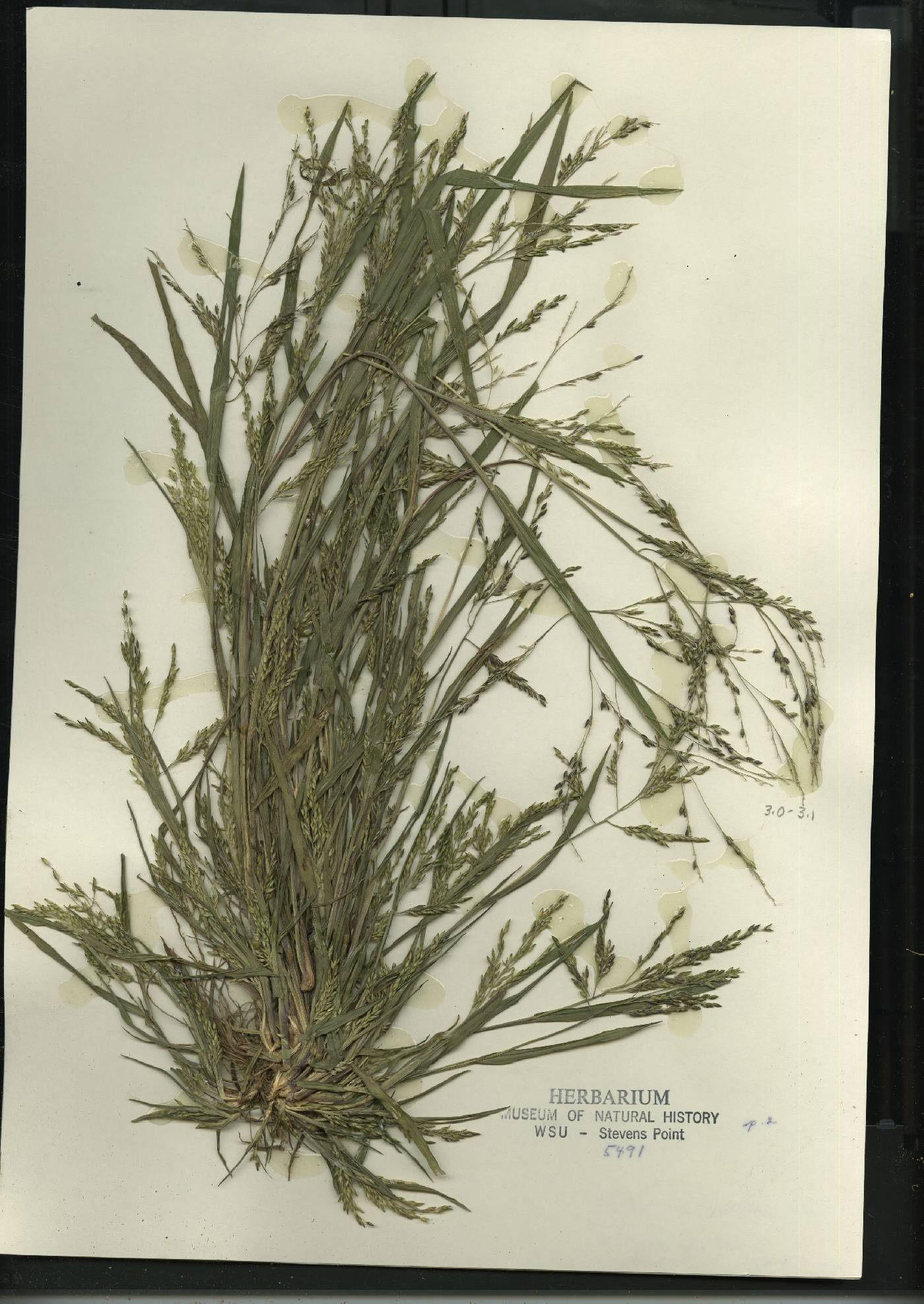 Panicum dichotomiflorum subsp. dichotomiflorum image