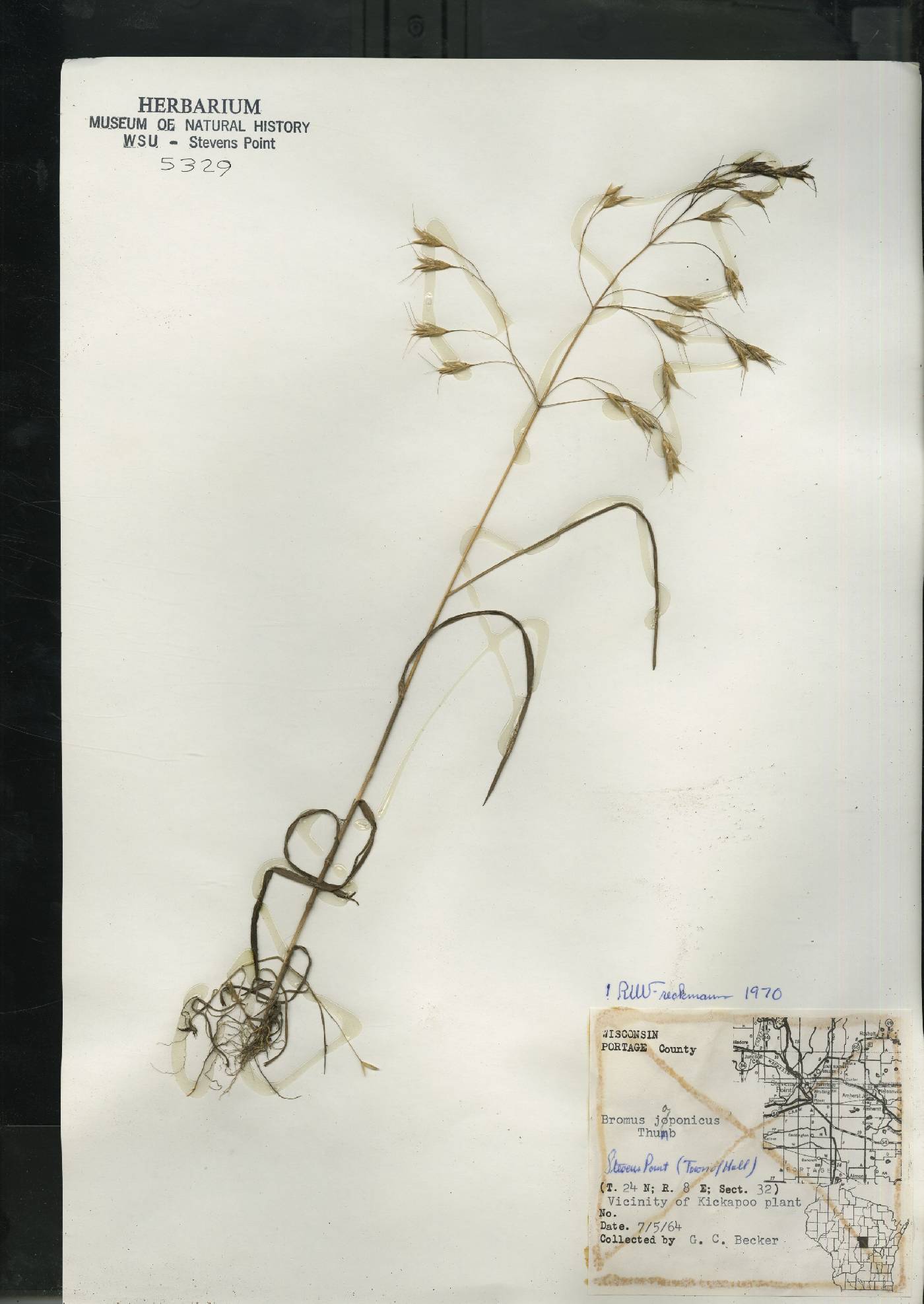 Bromus arvensis image