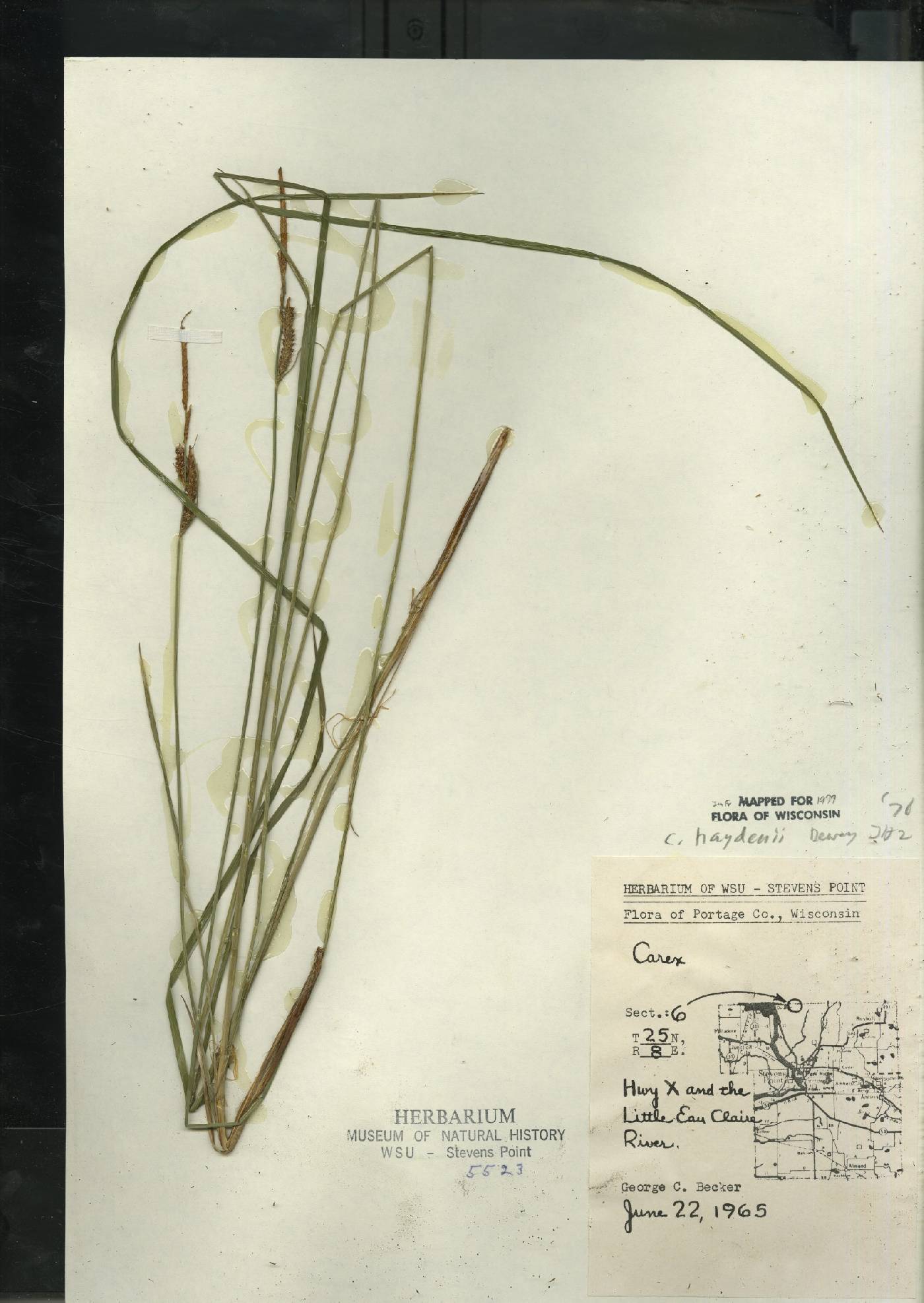 Carex haydenii image