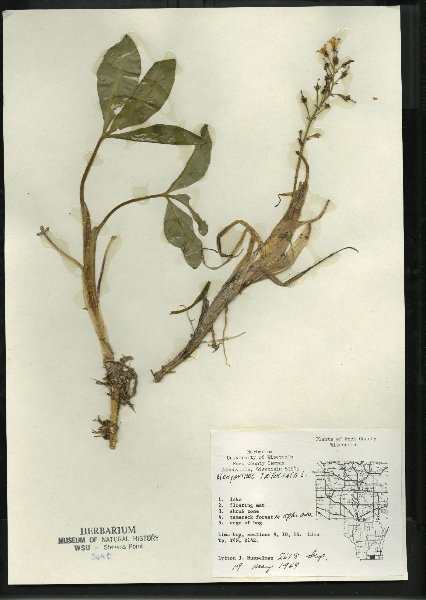 Menyanthes trifoliata image