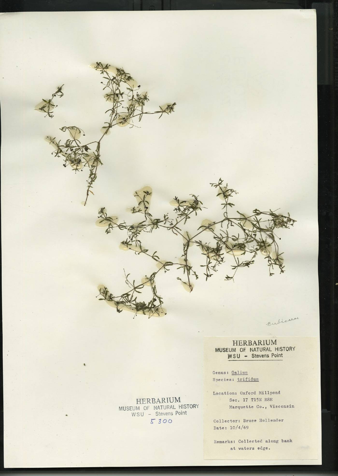 Galium trifidum image
