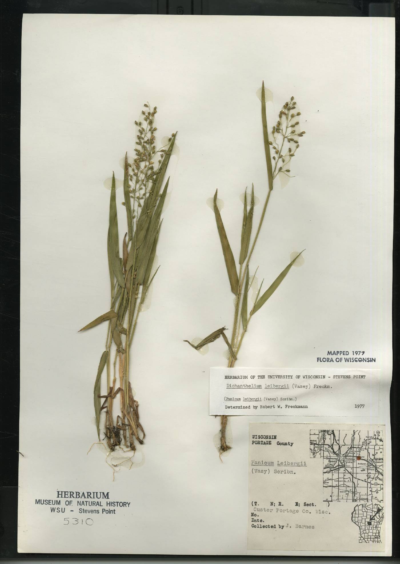 Dichanthelium leibergii image
