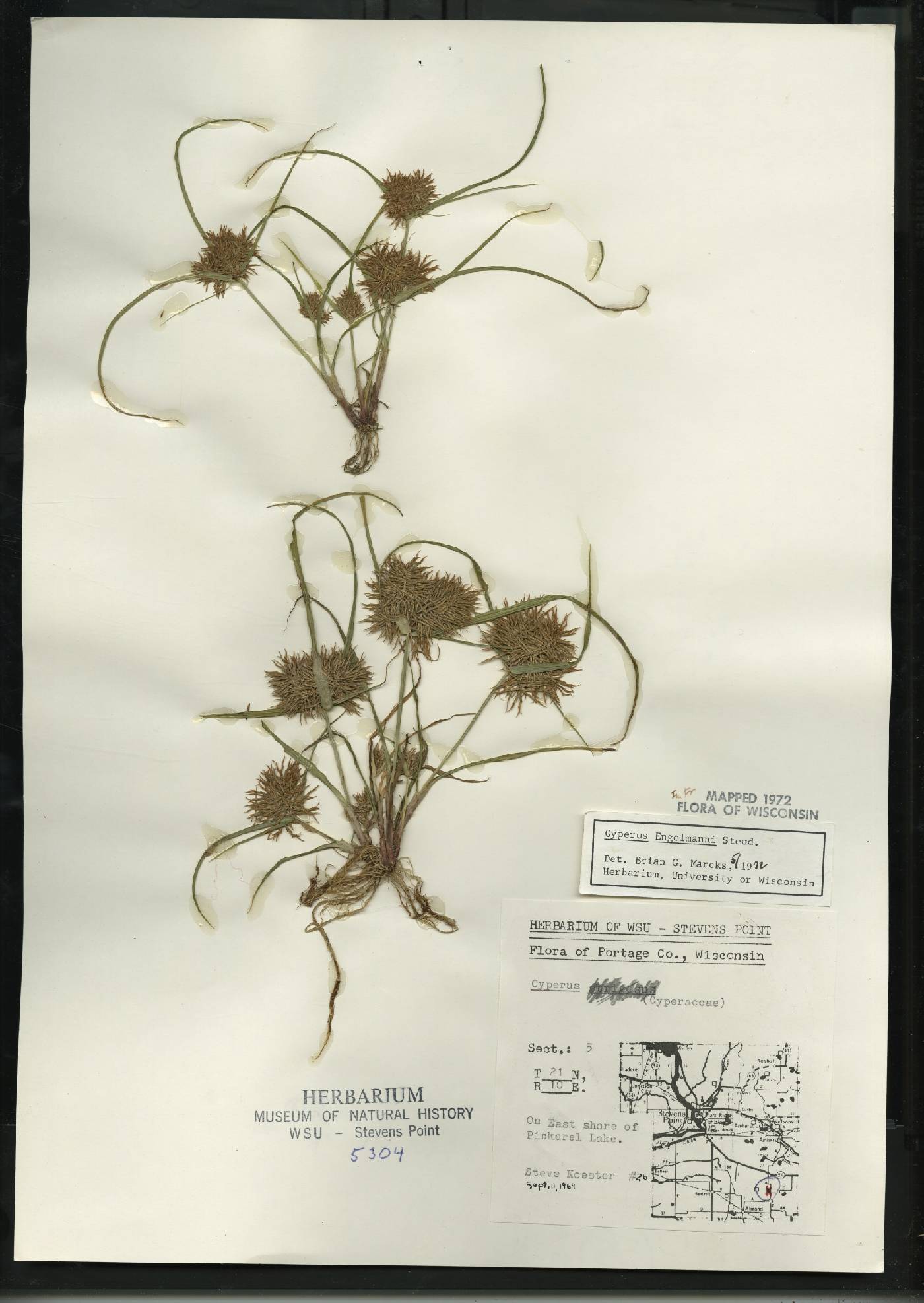 Cyperus odoratus image