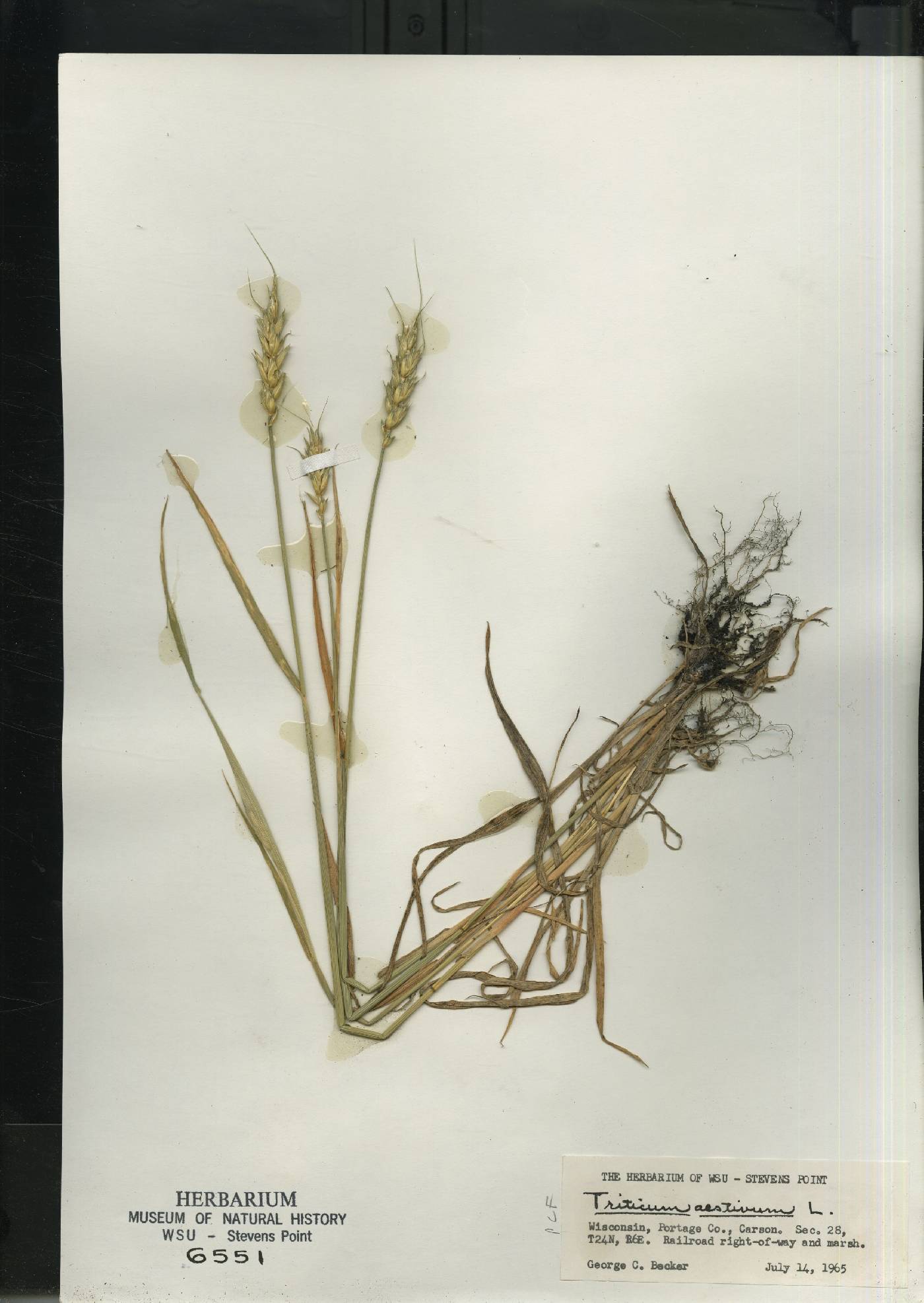 Triticum aestivum image