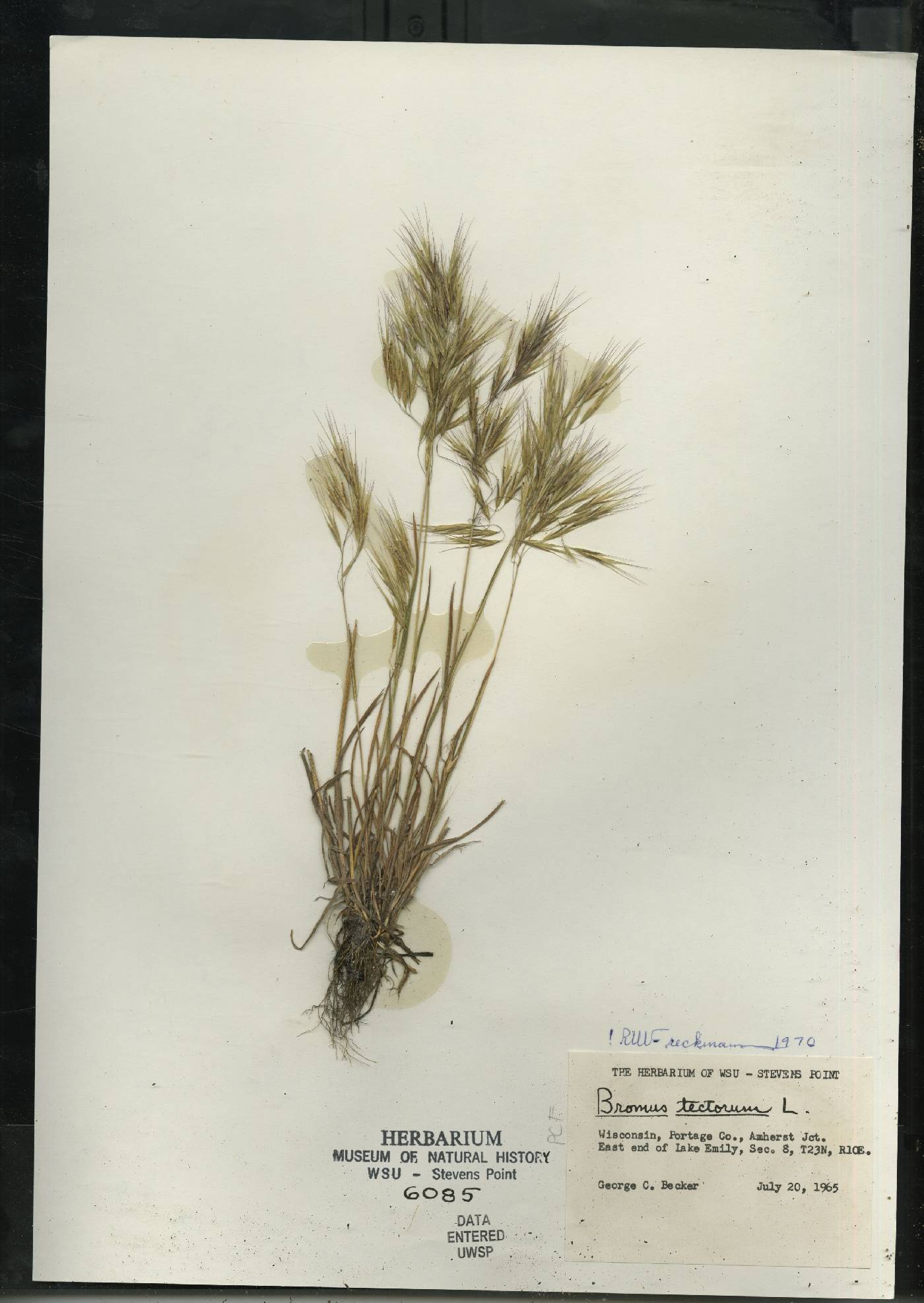 Bromus tectorum image