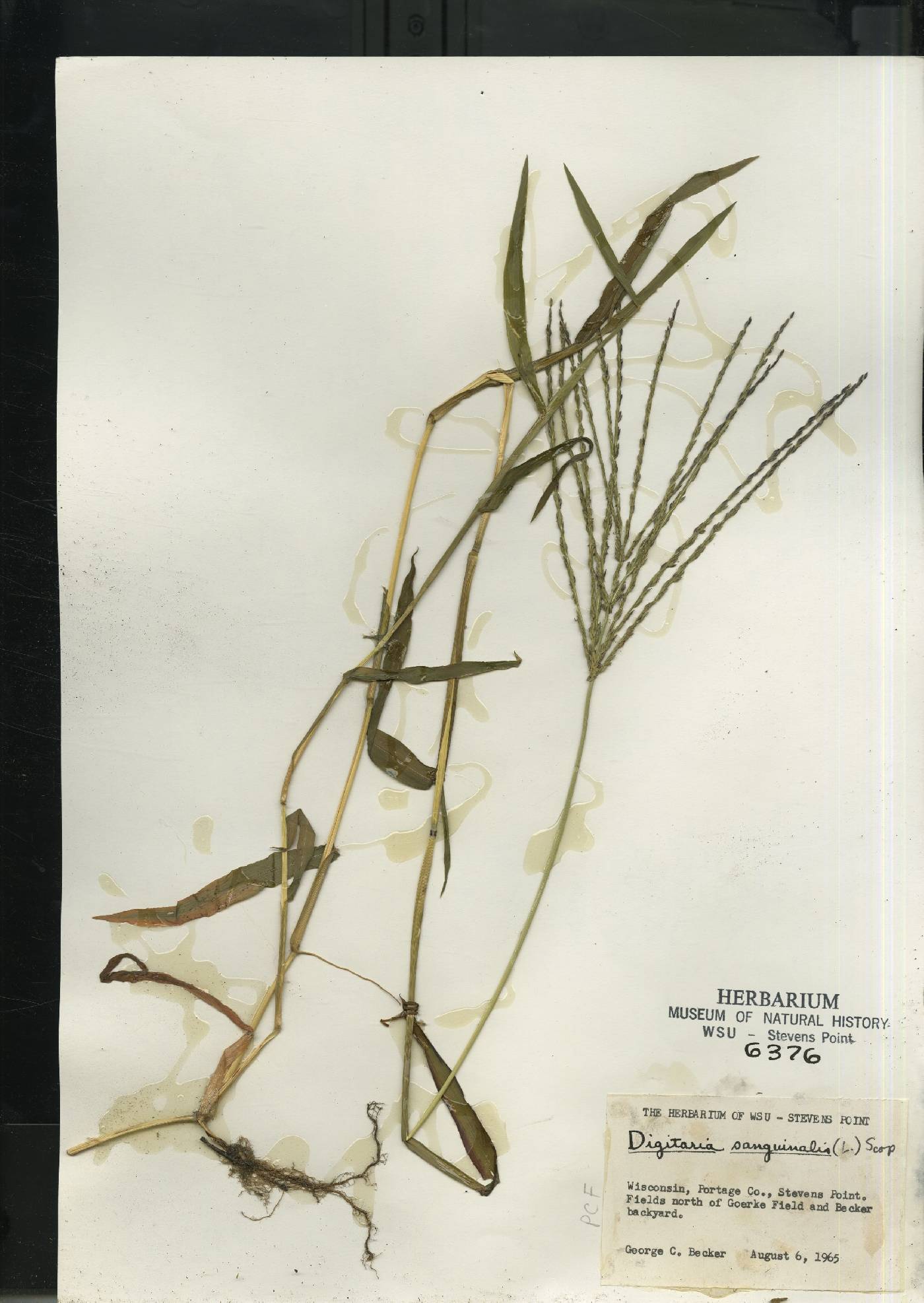 Digitaria sanguinalis image