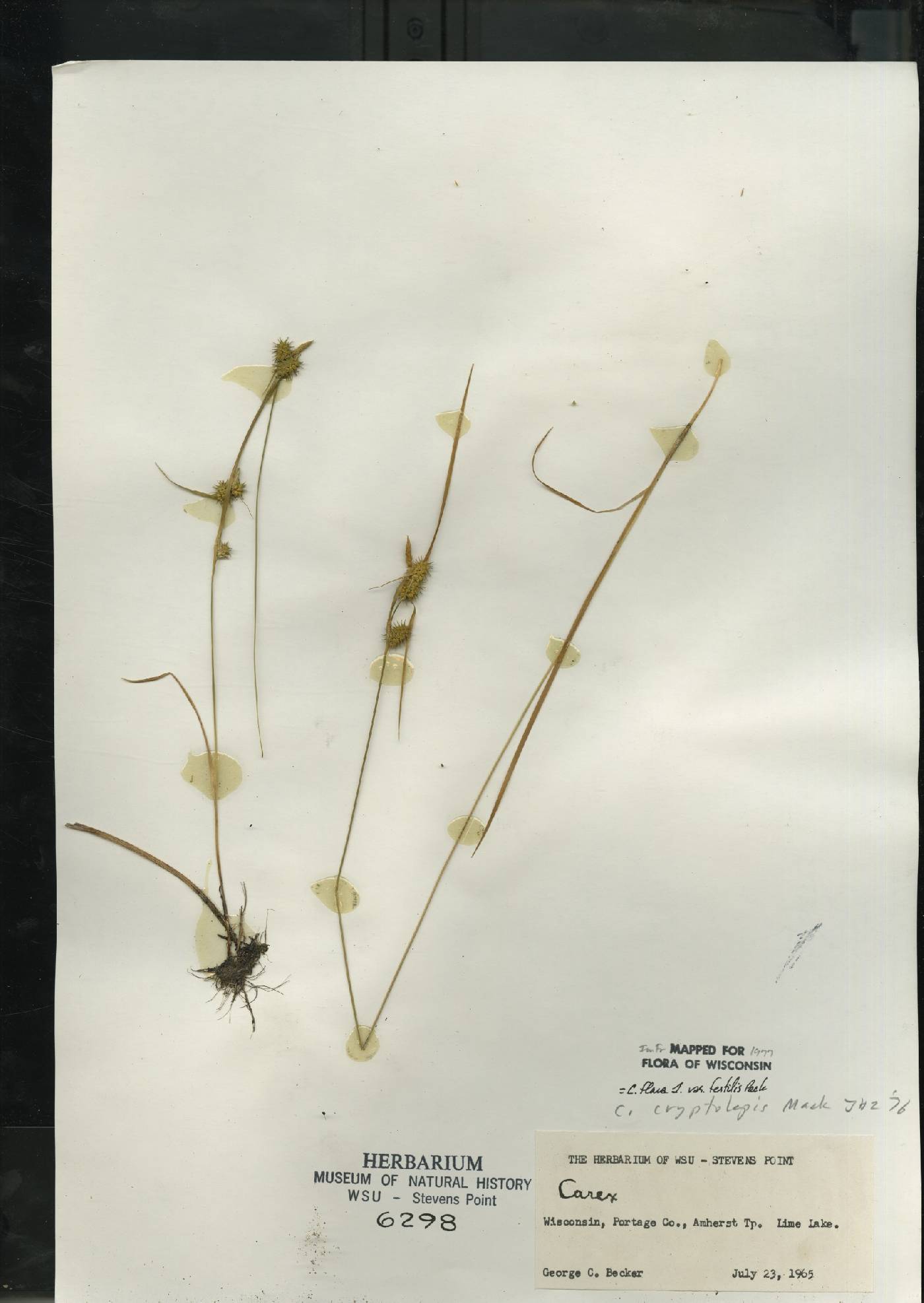 Carex flava image