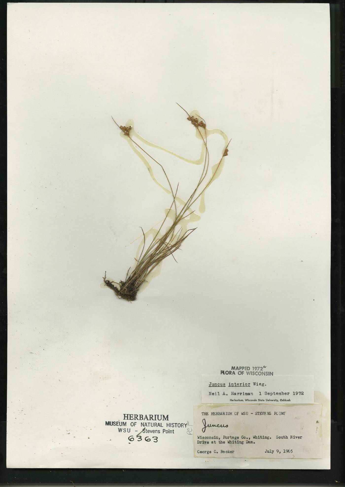 Juncus interior image