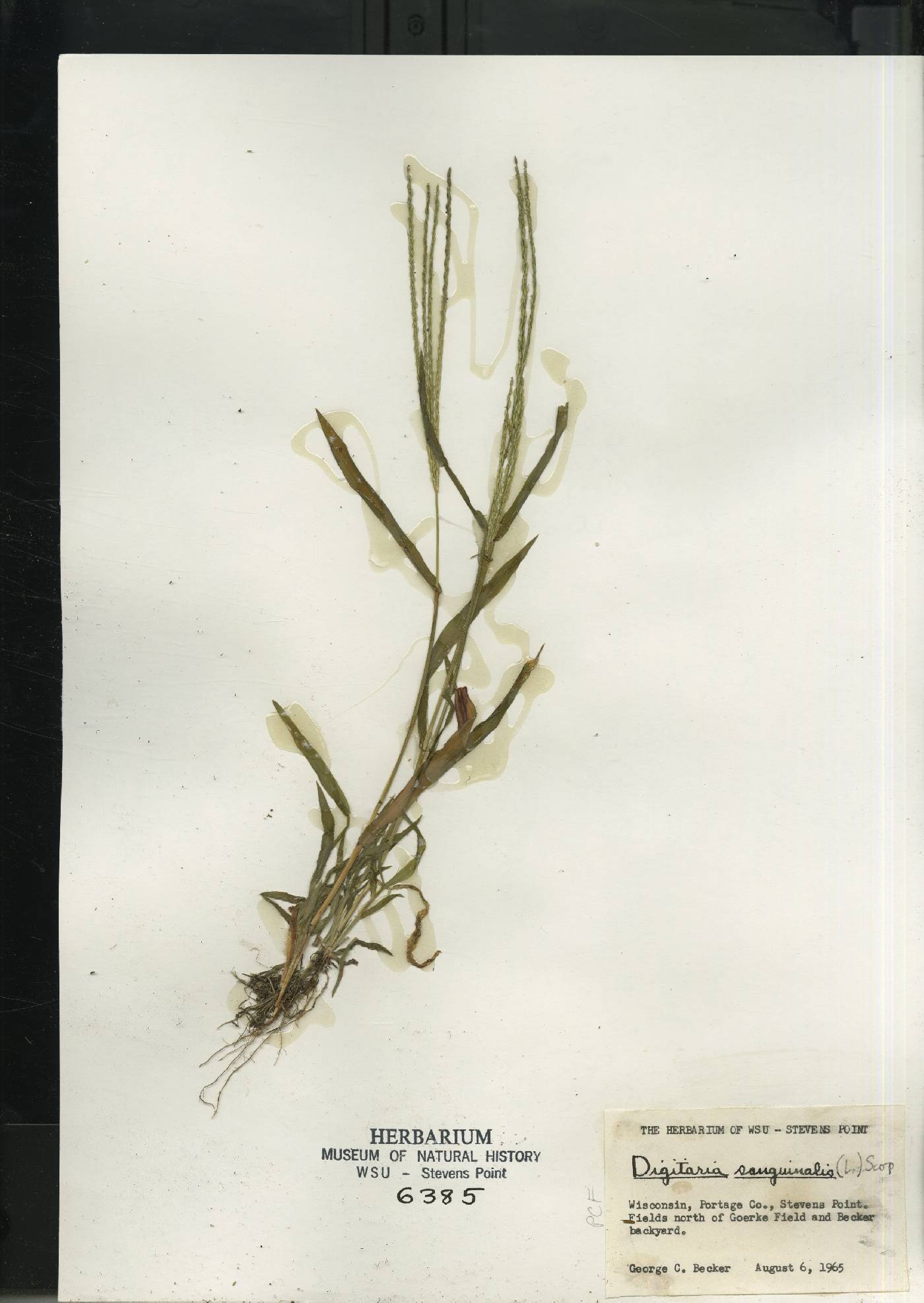 Digitaria sanguinalis image