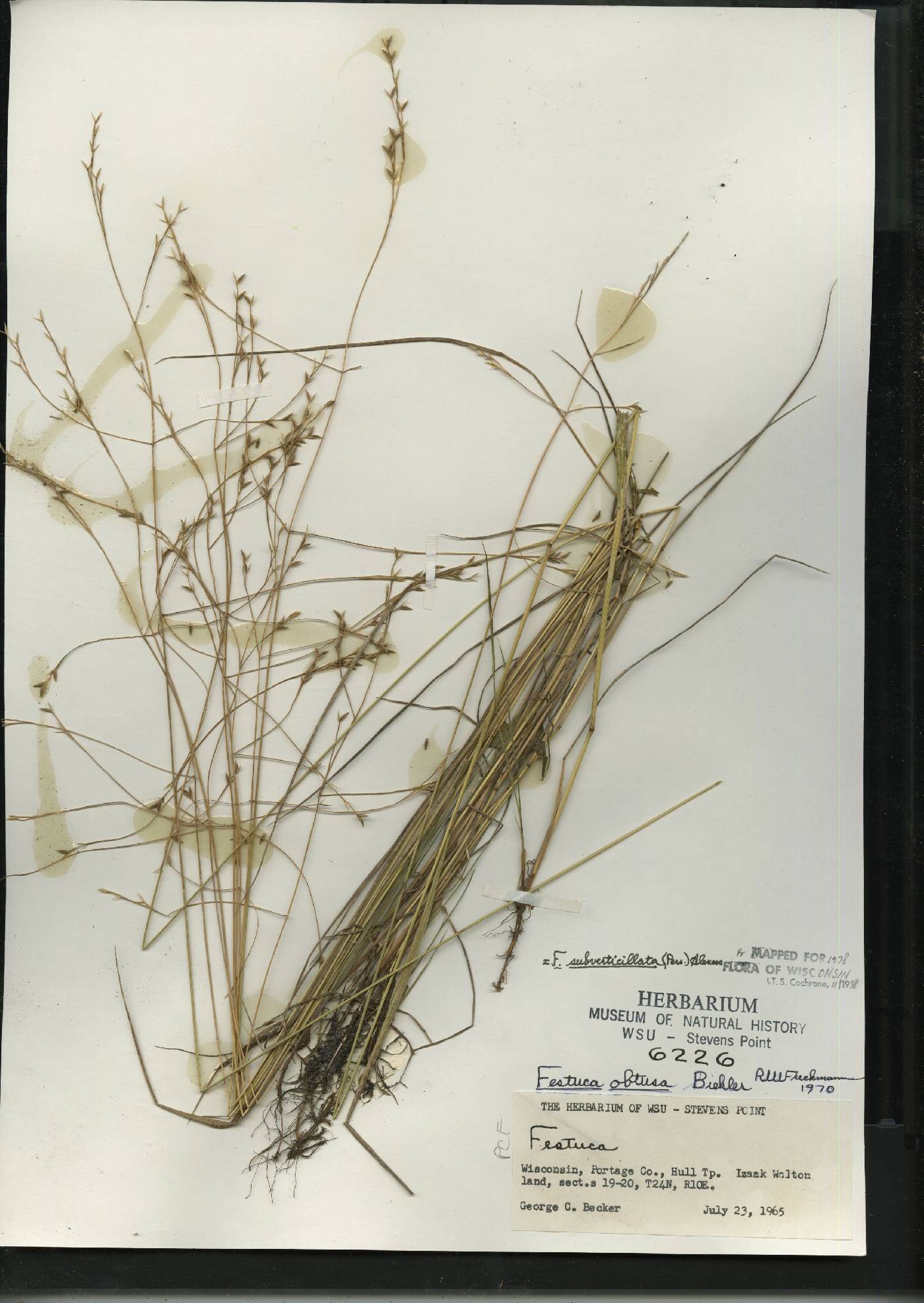 Festuca subverticillata image