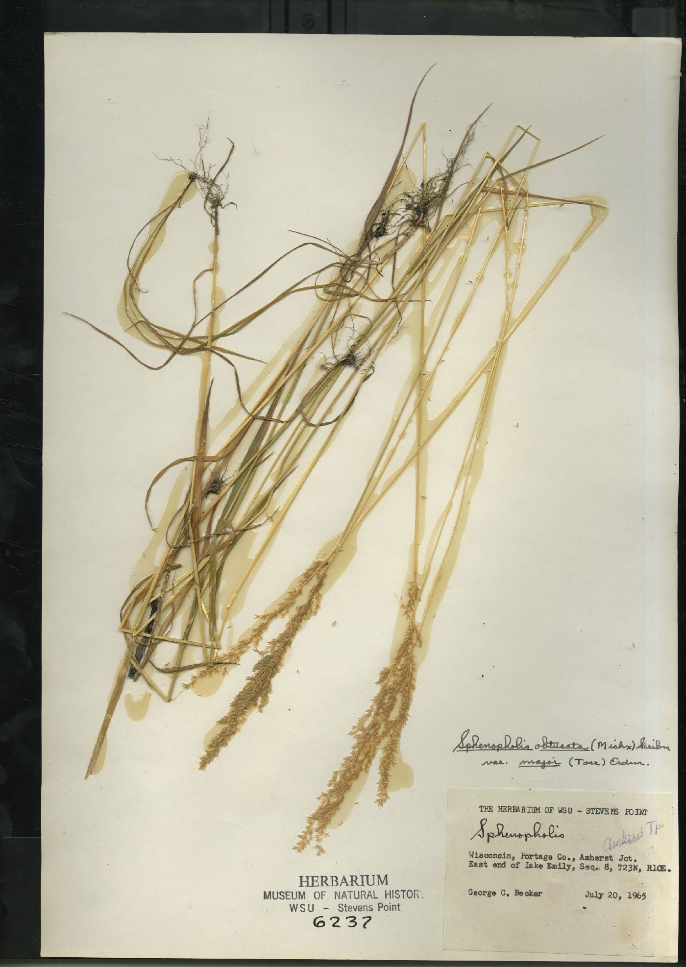 Sphenopholis intermedia image