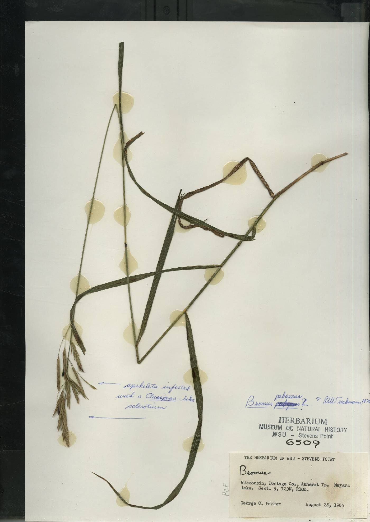 Bromus pubescens image