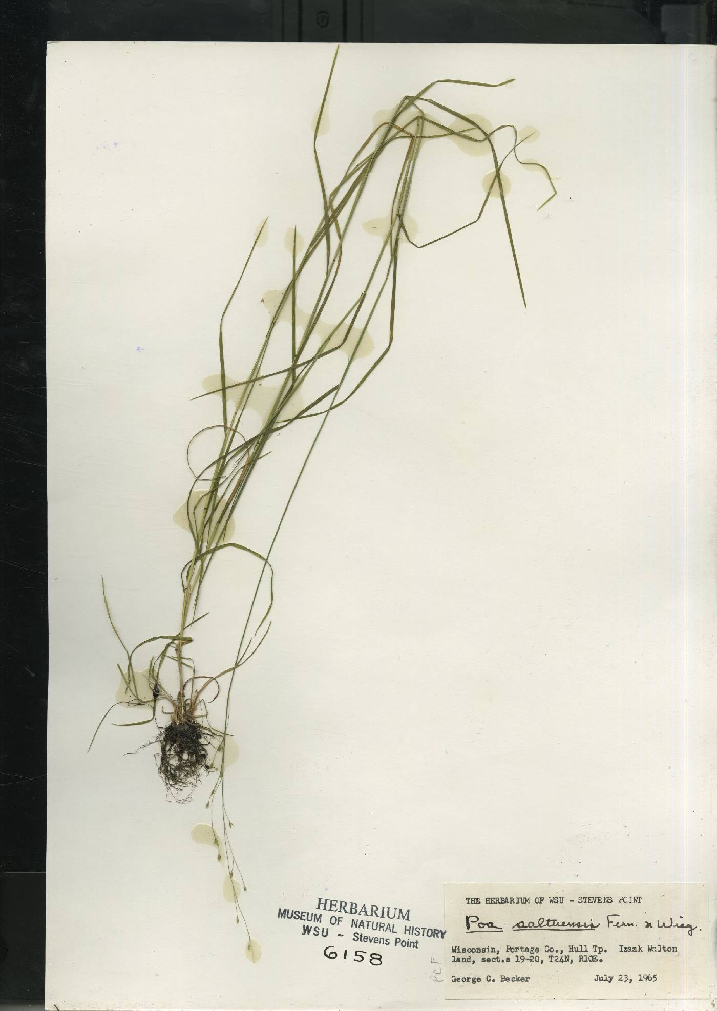 Poa saltuensis image