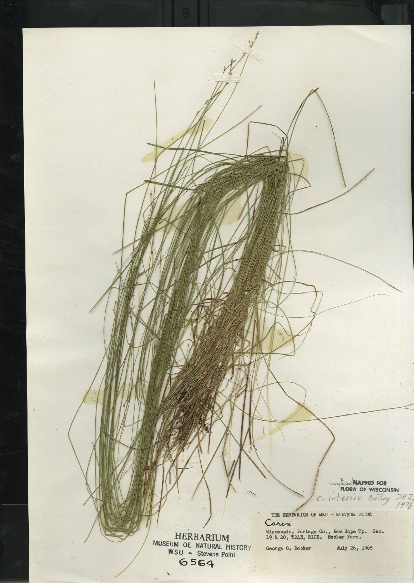 Carex interior image