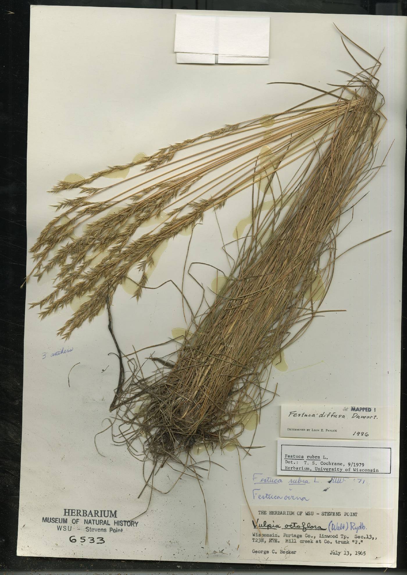 Festuca rubra image