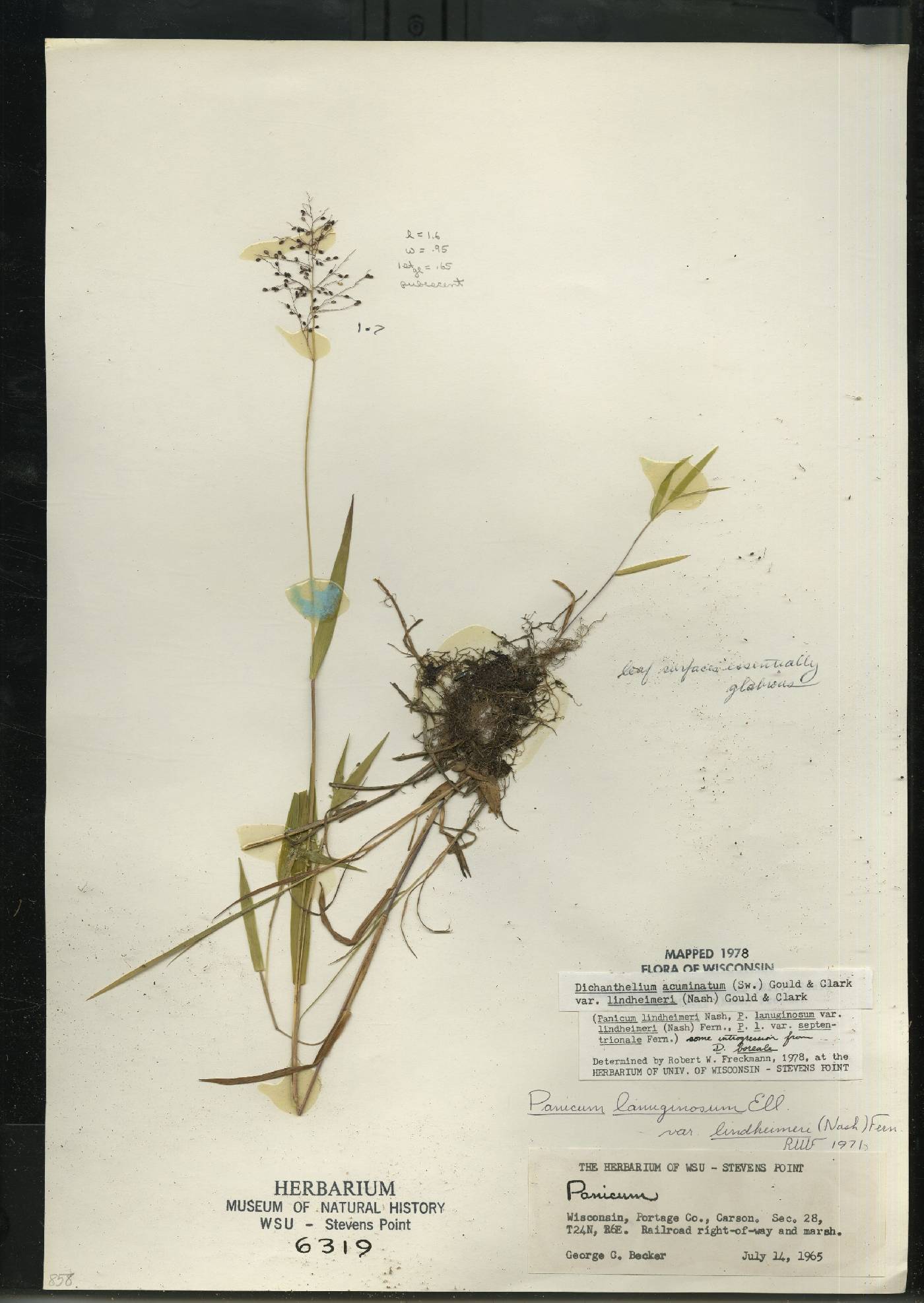 Dichanthelium acuminatum var. lindheimeri image