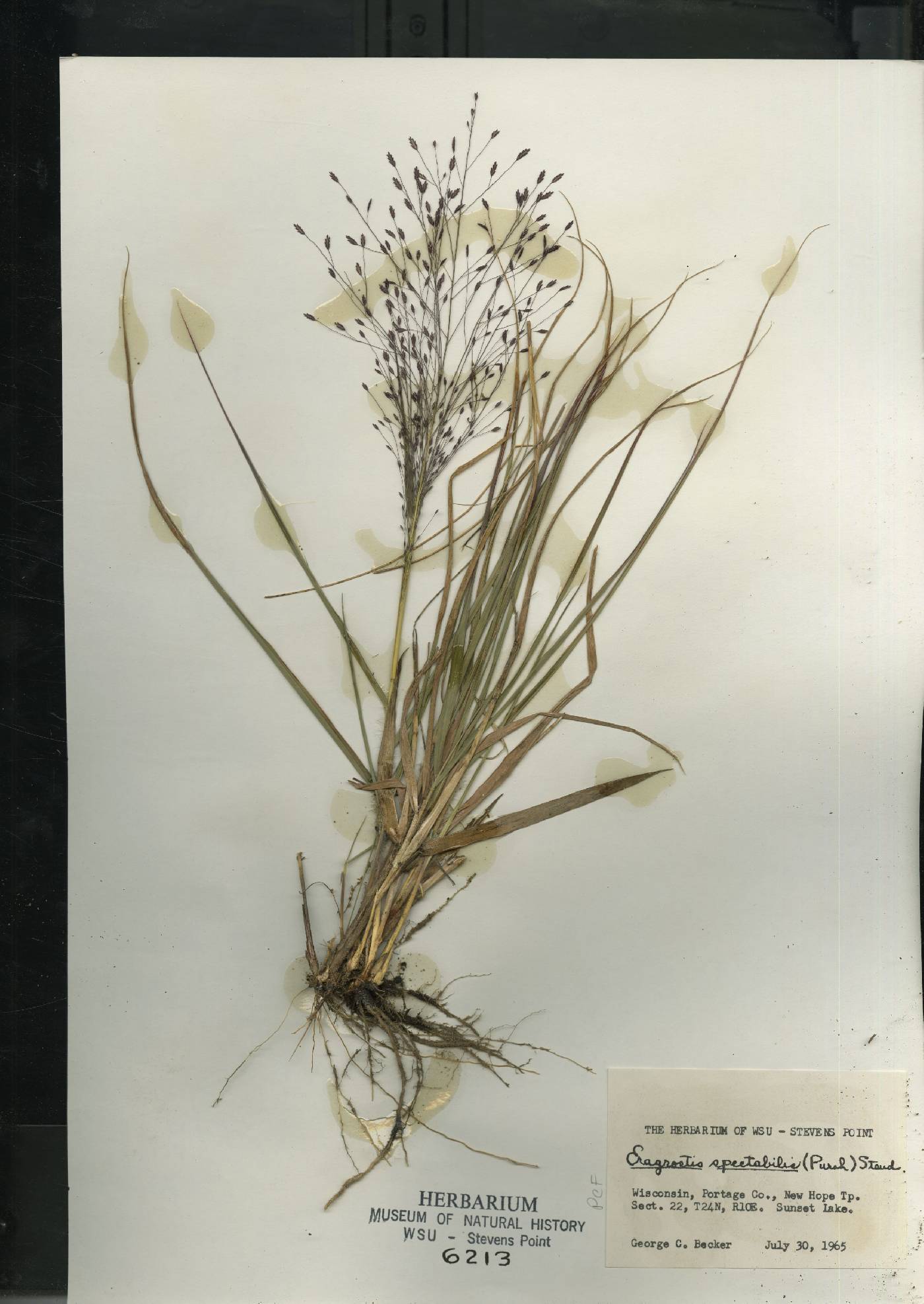 Eragrostis spectabilis image
