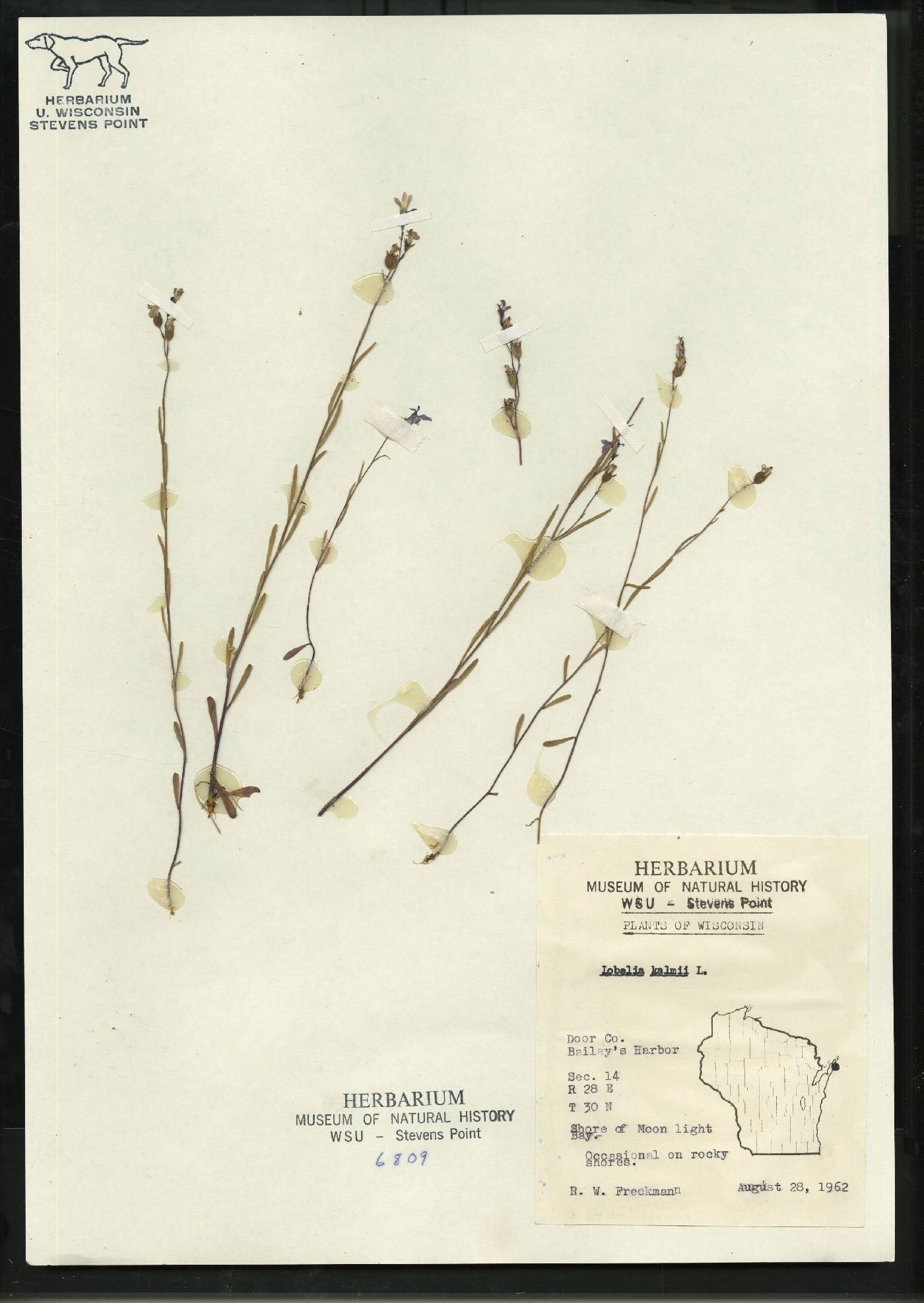 Lobelia kalmii image