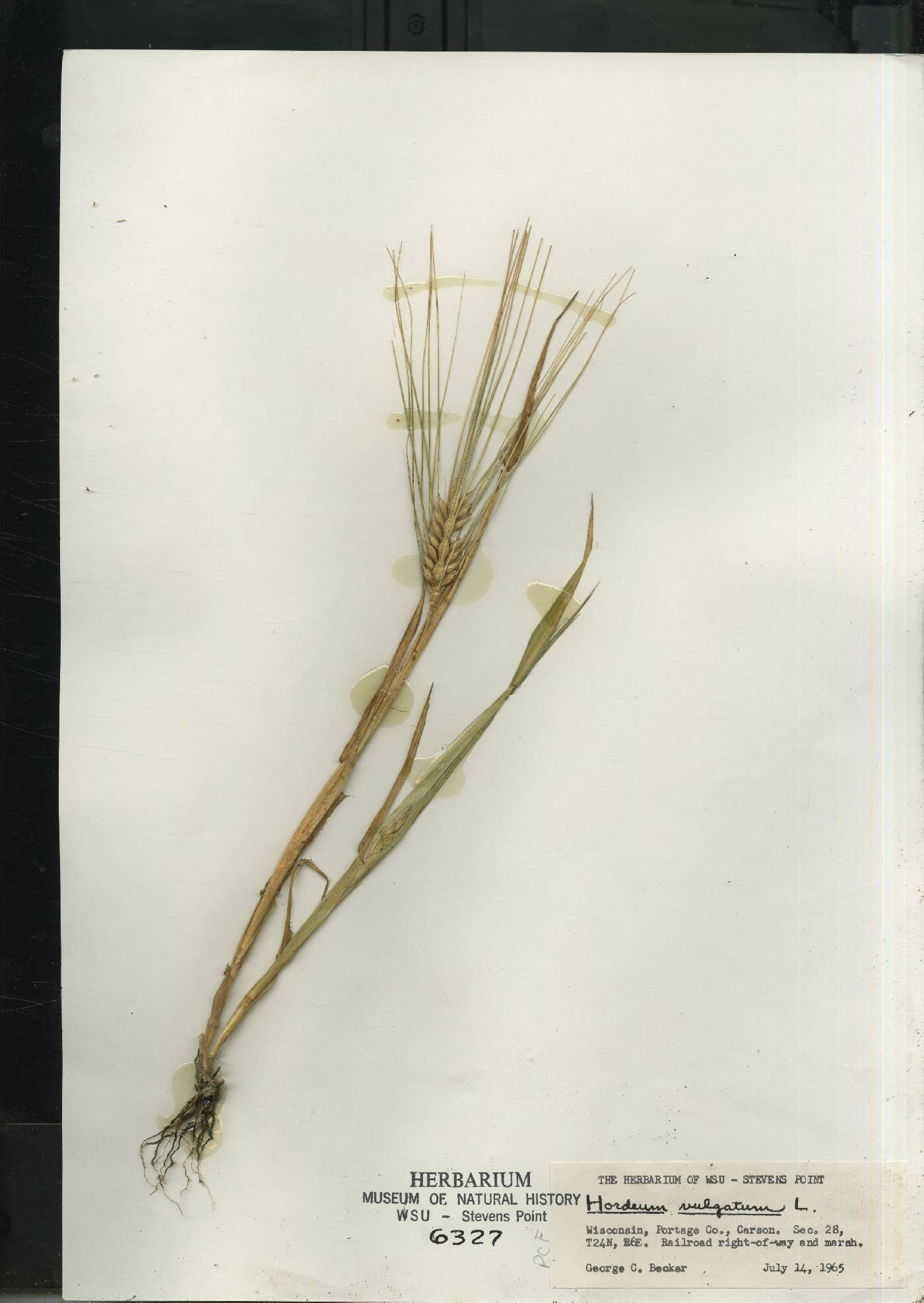Hordeum vulgare image