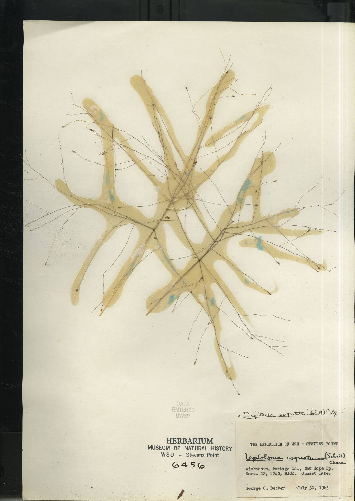 Digitaria cognata image