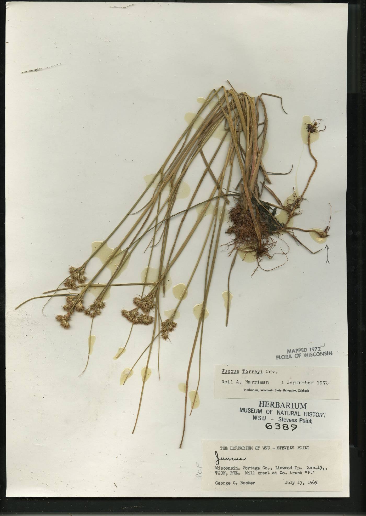 Juncus torreyi image