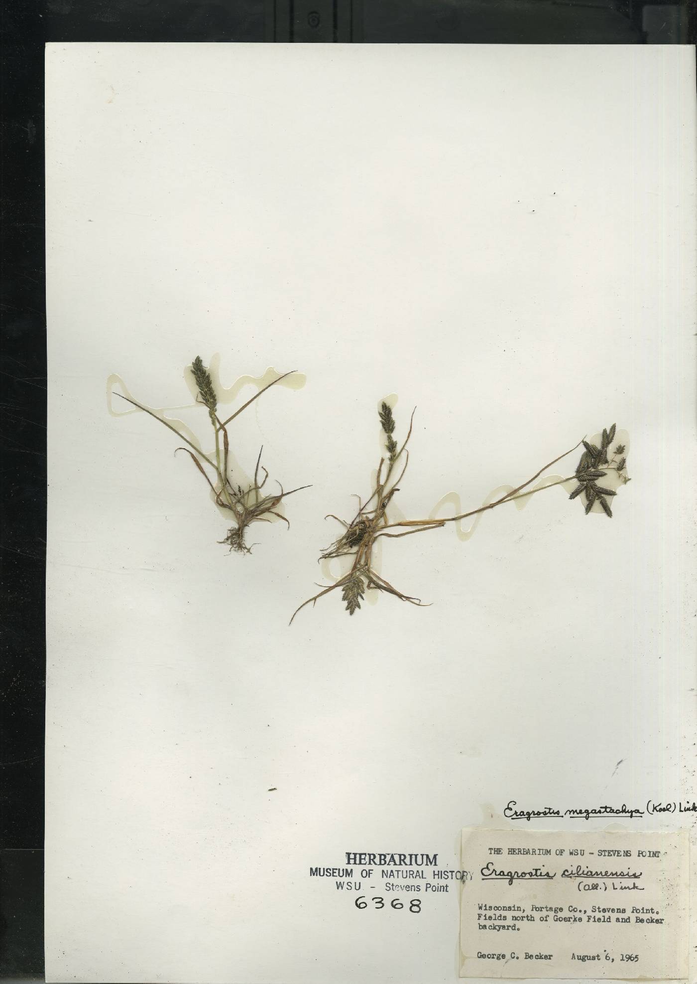Eragrostis cilianensis image