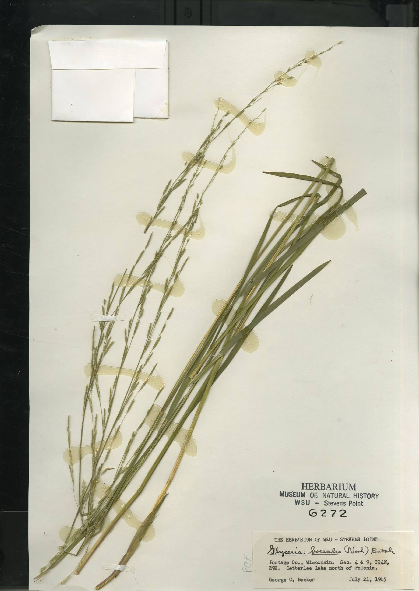 Glyceria borealis image