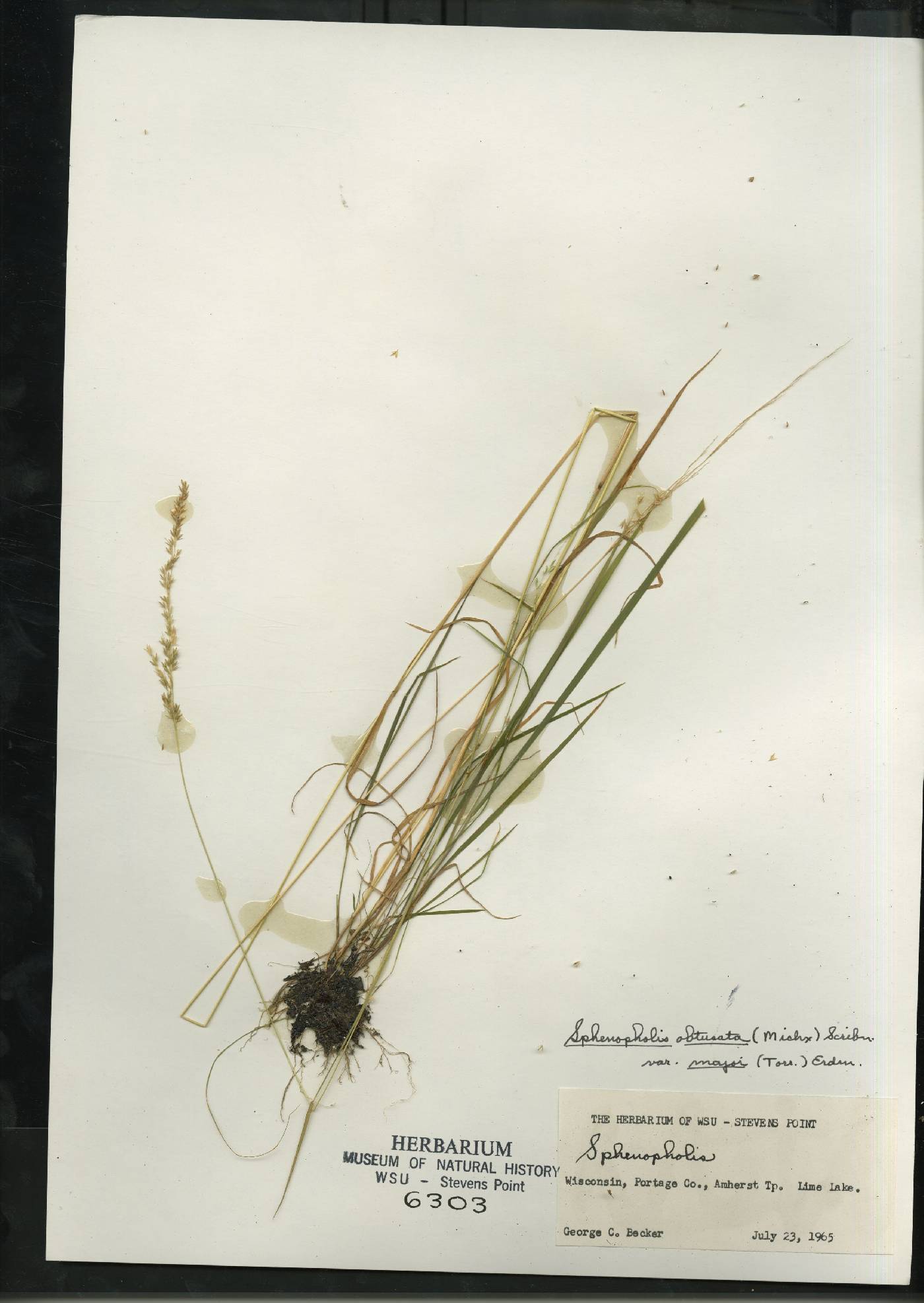 Sphenopholis intermedia image